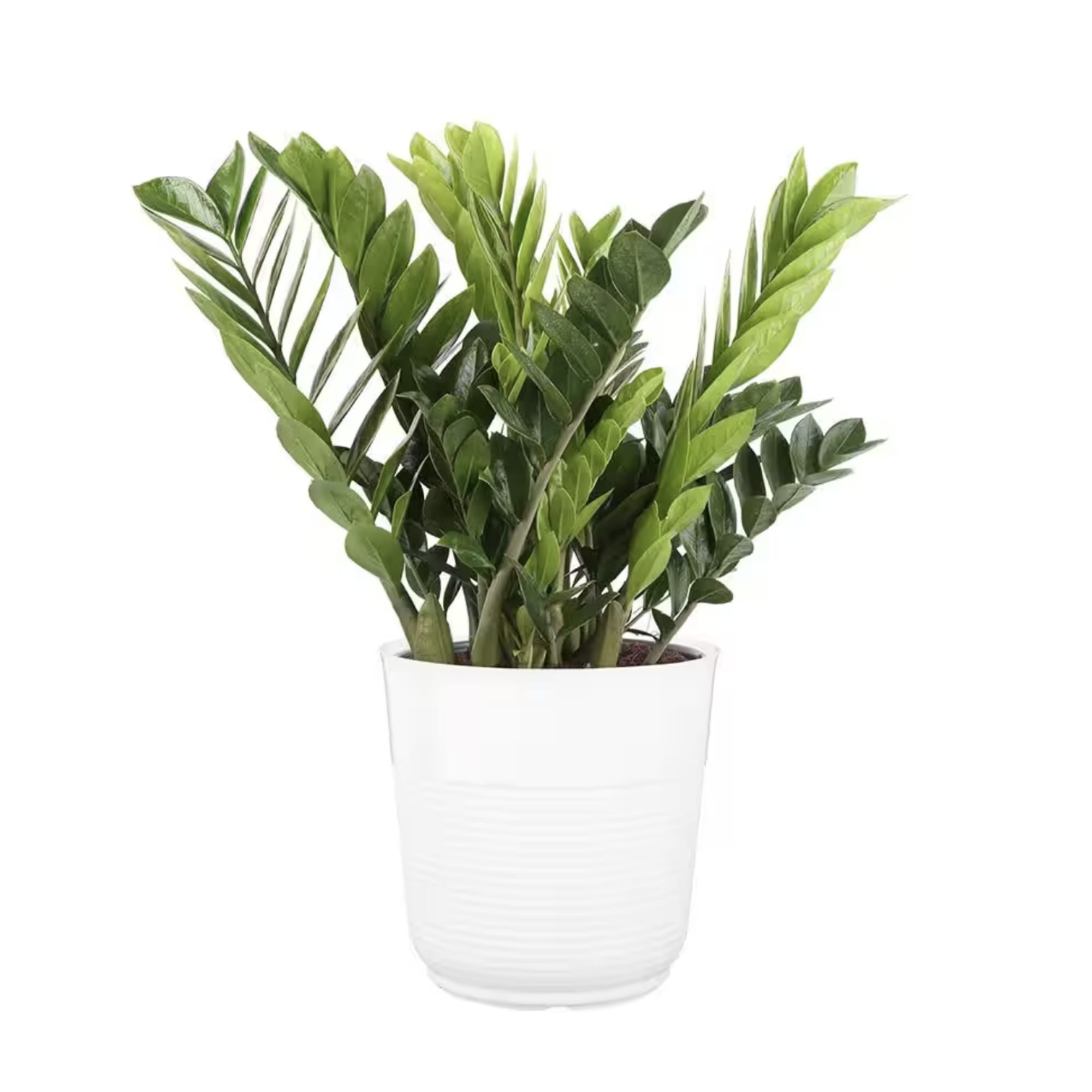 Treat yourself or a friend to this gorgeous potted ZZ plant. 

No