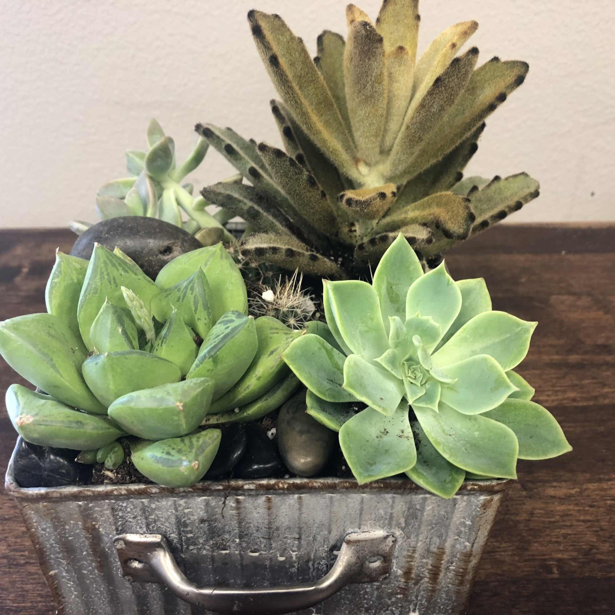 Succulents are the newest trend in flowers- and offers an easy-care, different