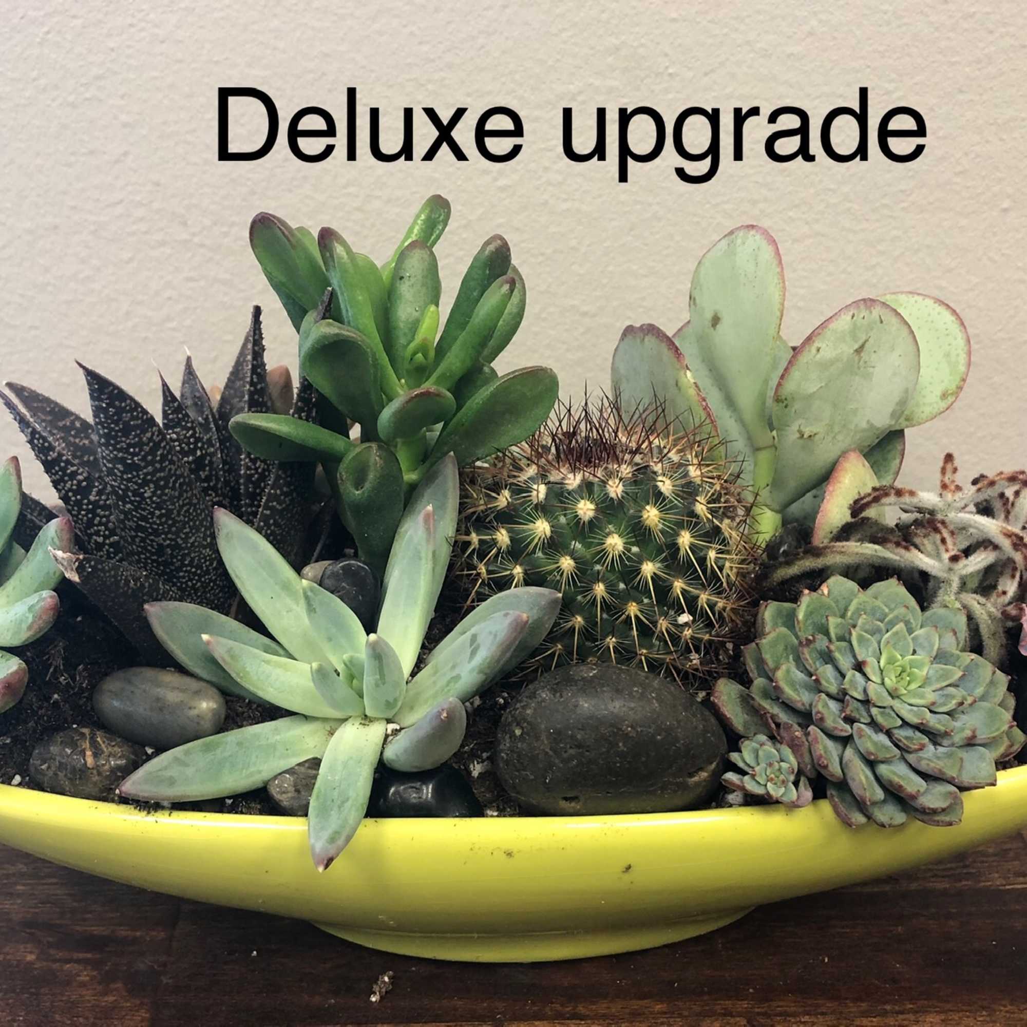 Succulents are the newest trend in flowers- and offers an easy-care, different