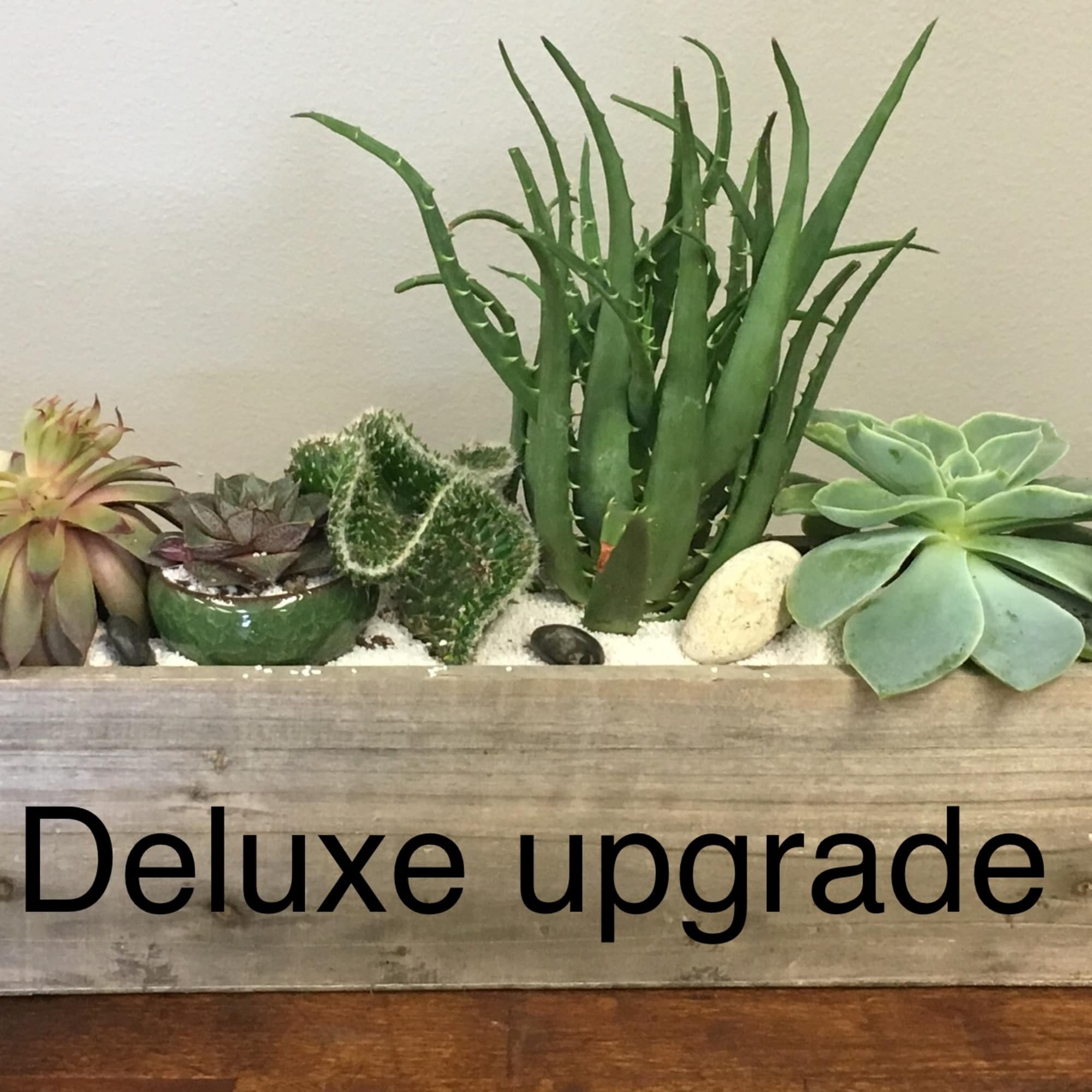 Succulents are the newest trend in flowers- and offers an easy-care, different