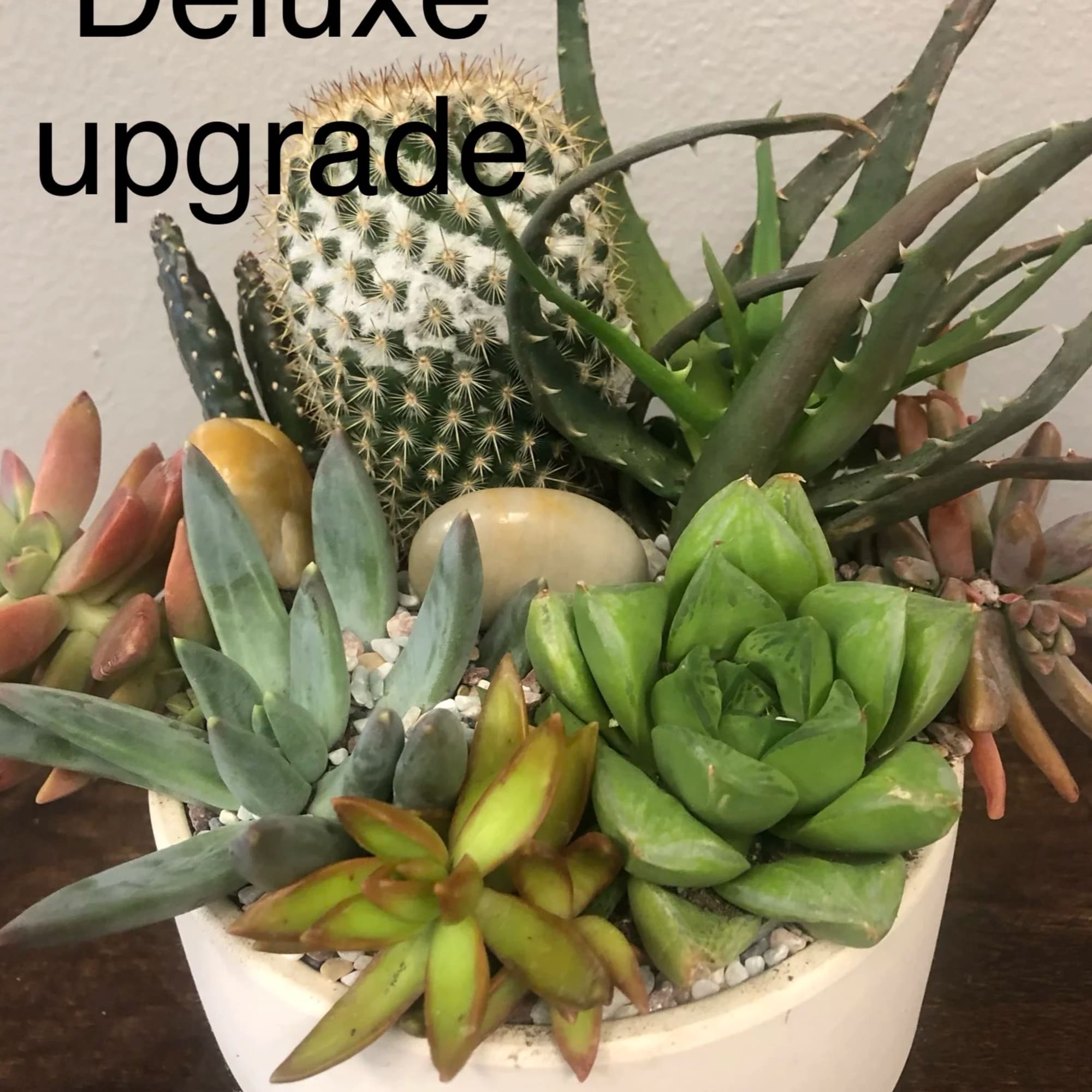 Succulents are the newest trend in flowers- and offers an easy-care, different