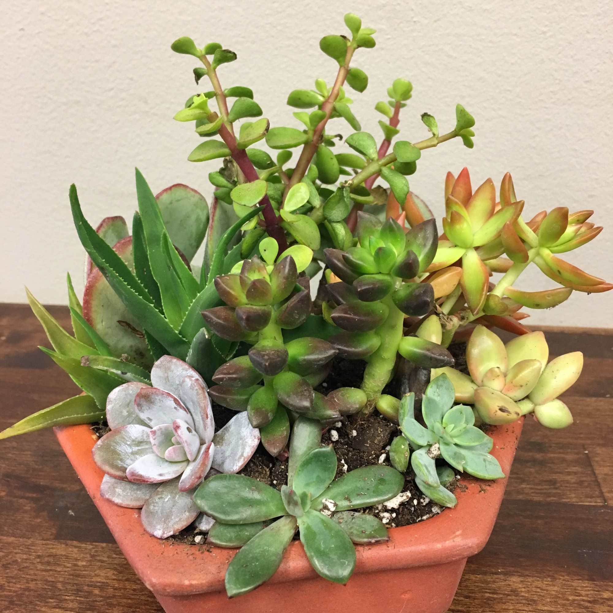 Succulents are the newest trend in flowers- and offers an easy-care, different