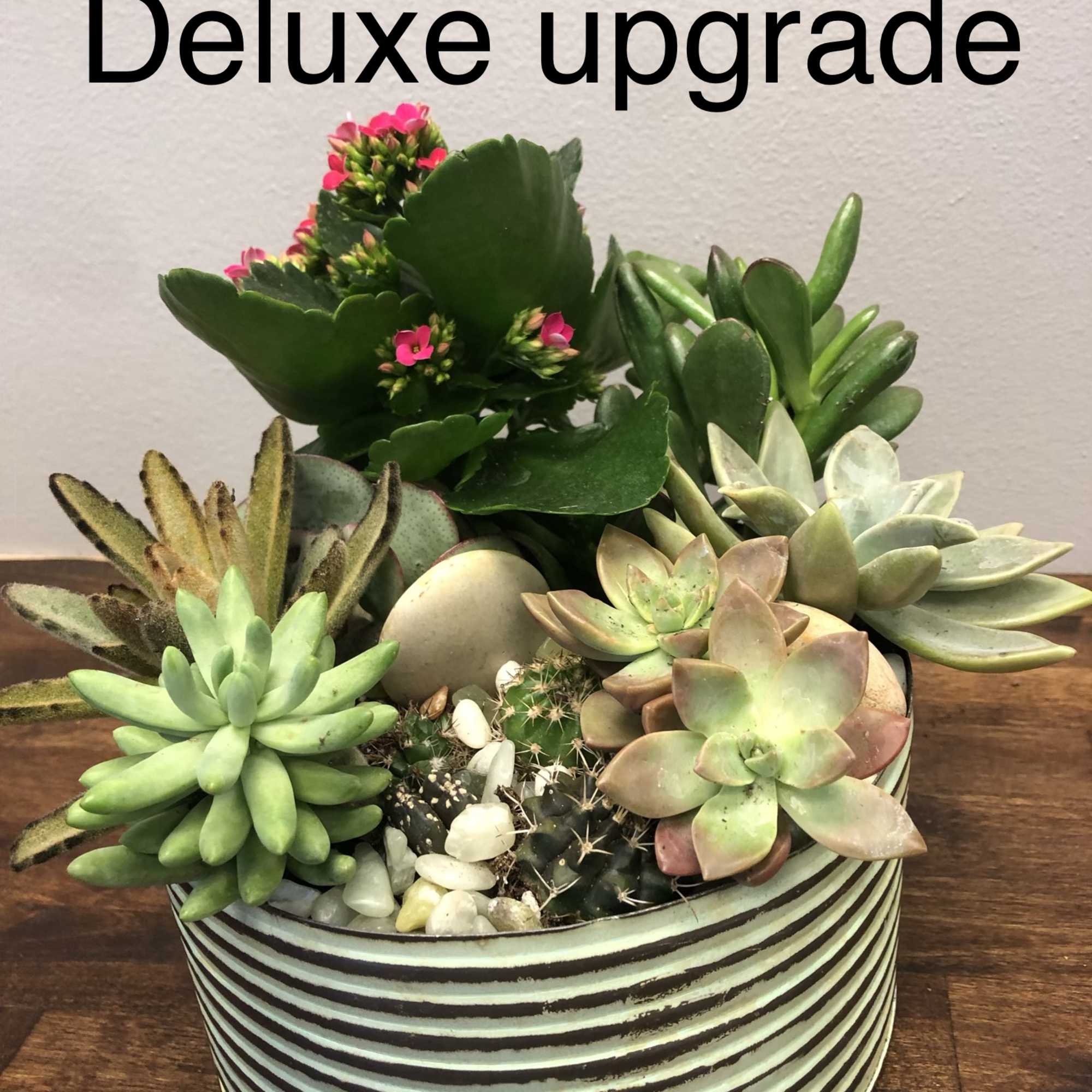 Succulents are the newest trend in flowers- and offers an easy-care, different