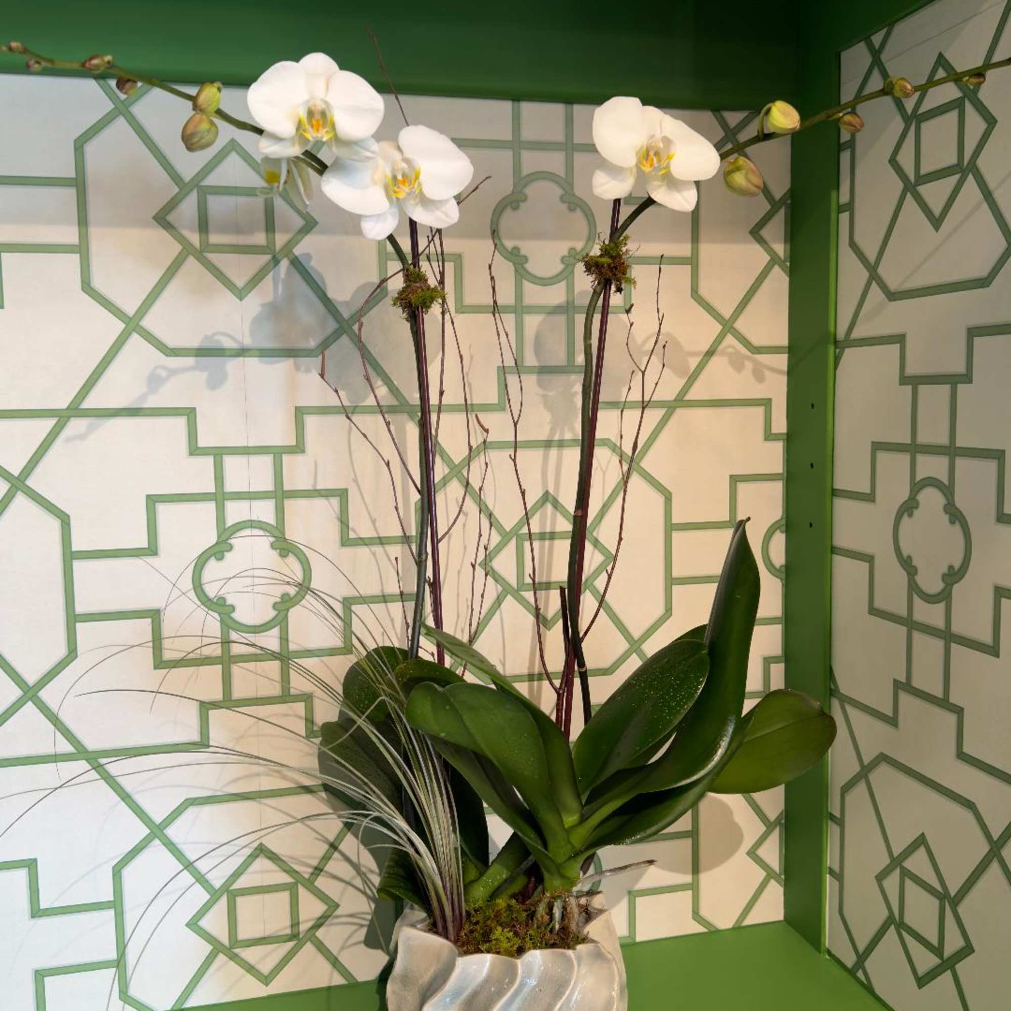 An elegant ceramic container with two beautiful phalaenopsis orchid plants; decorated with An elegant ceramic container with two beautiful phalaenopsis orchid plants; decorated with