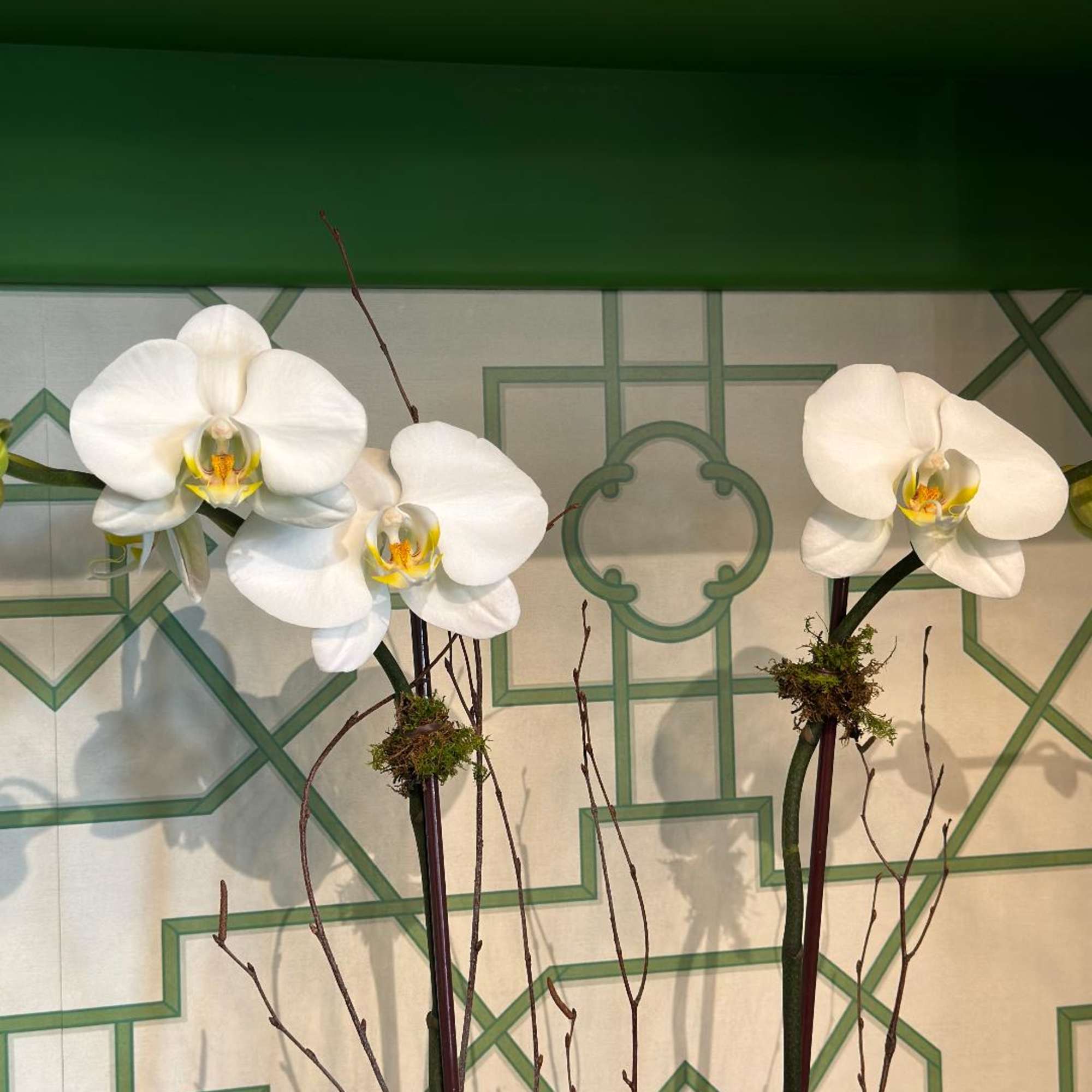 An elegant ceramic container with two beautiful phalaenopsis orchid plants; decorated with An elegant ceramic container with two beautiful phalaenopsis orchid plants; decorated with