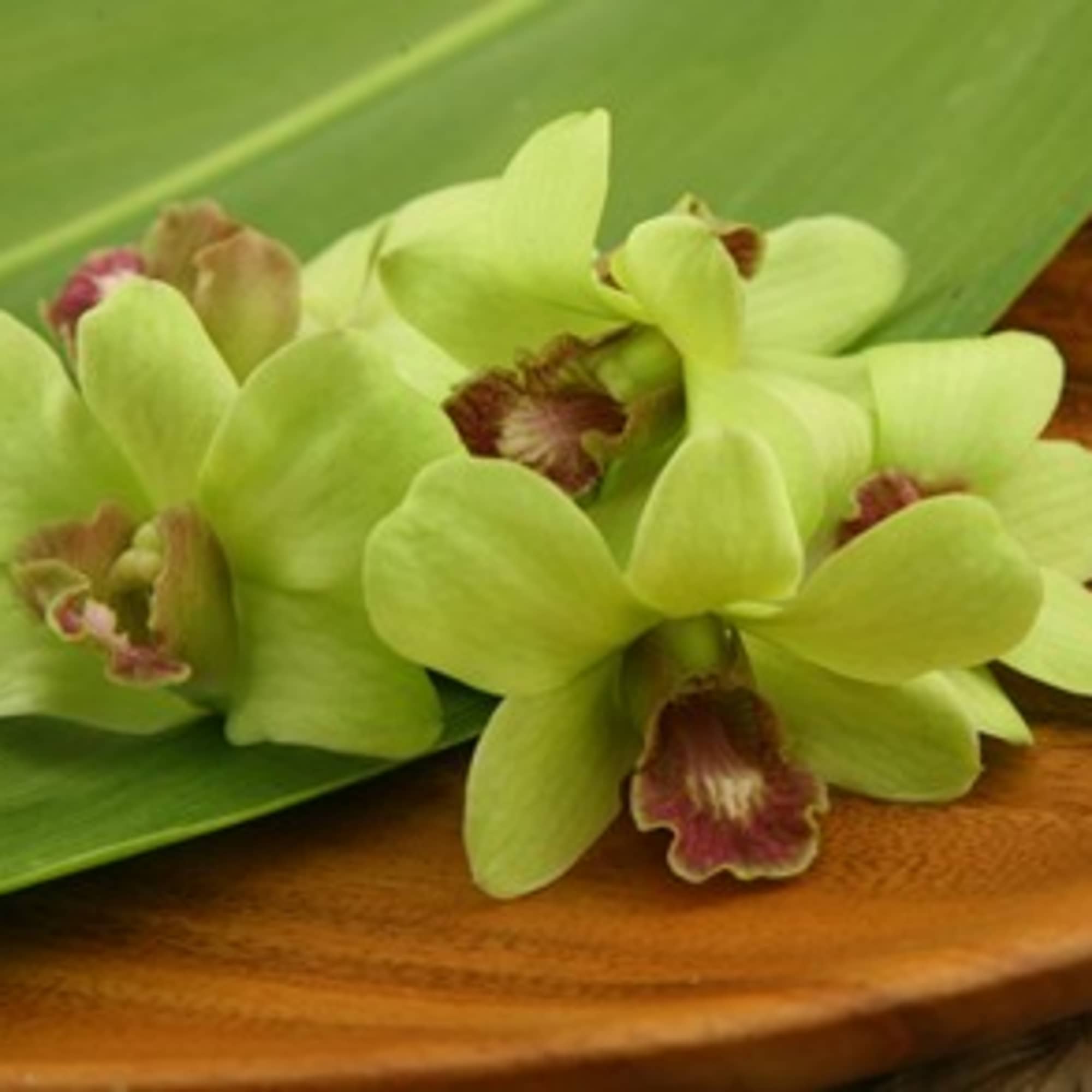 Petite green dendrobium orchids are used to create this simple single strand