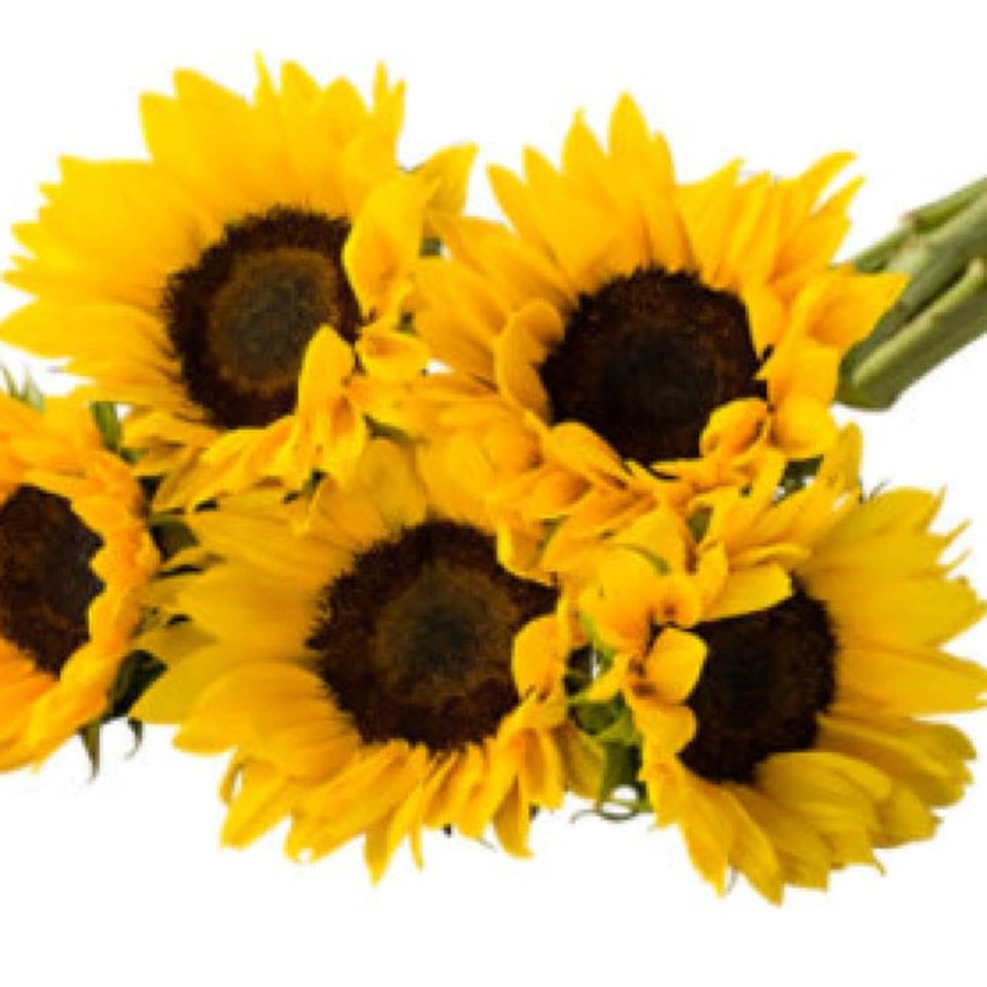Summer never ends with our sunflower bouquet and if sunflowers had arms Summer never ends with our sunflower bouquet and if sunflowers had arms