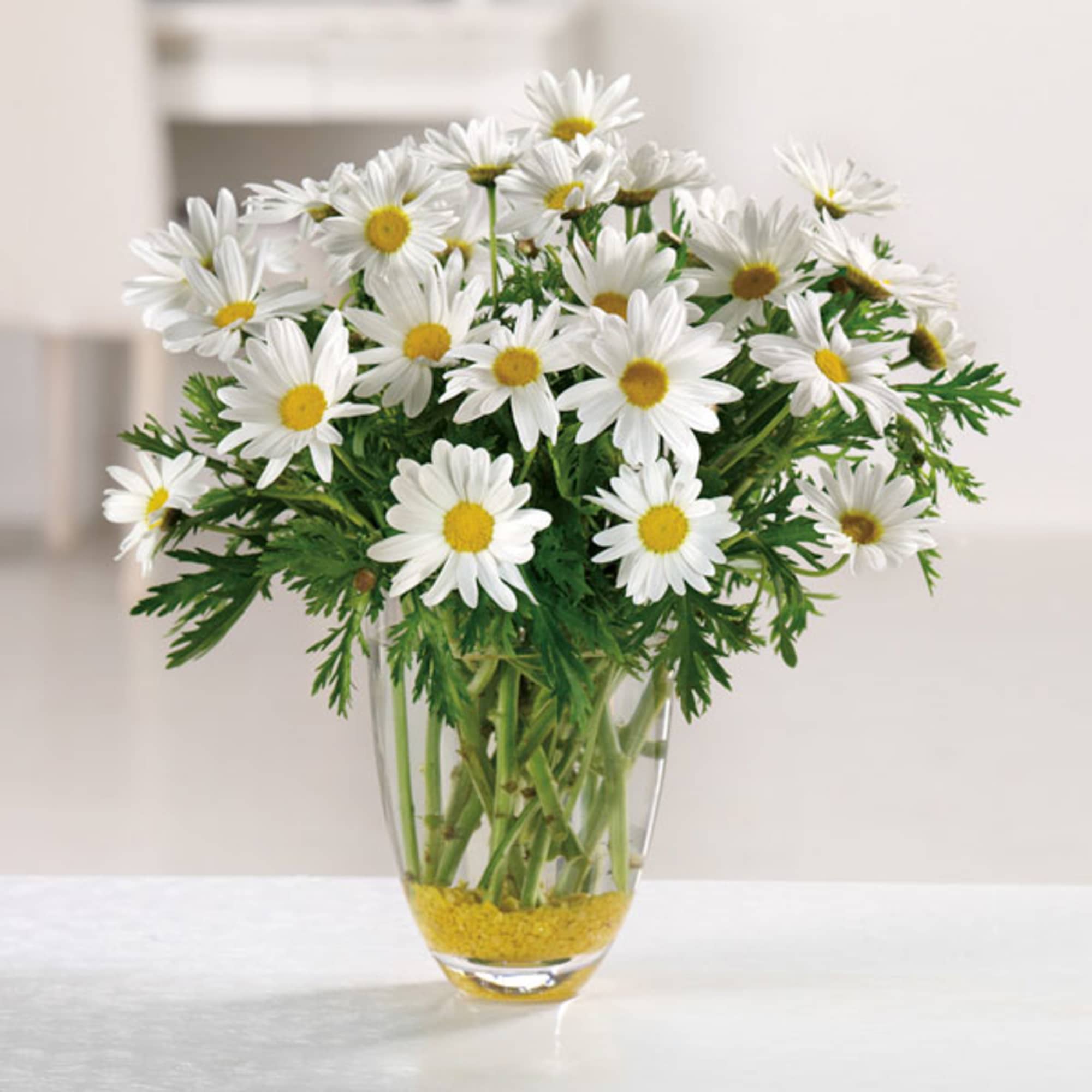 【本物保証】 | MO Peters, St. in Daze Daisy Mexico Florist Road ピアス