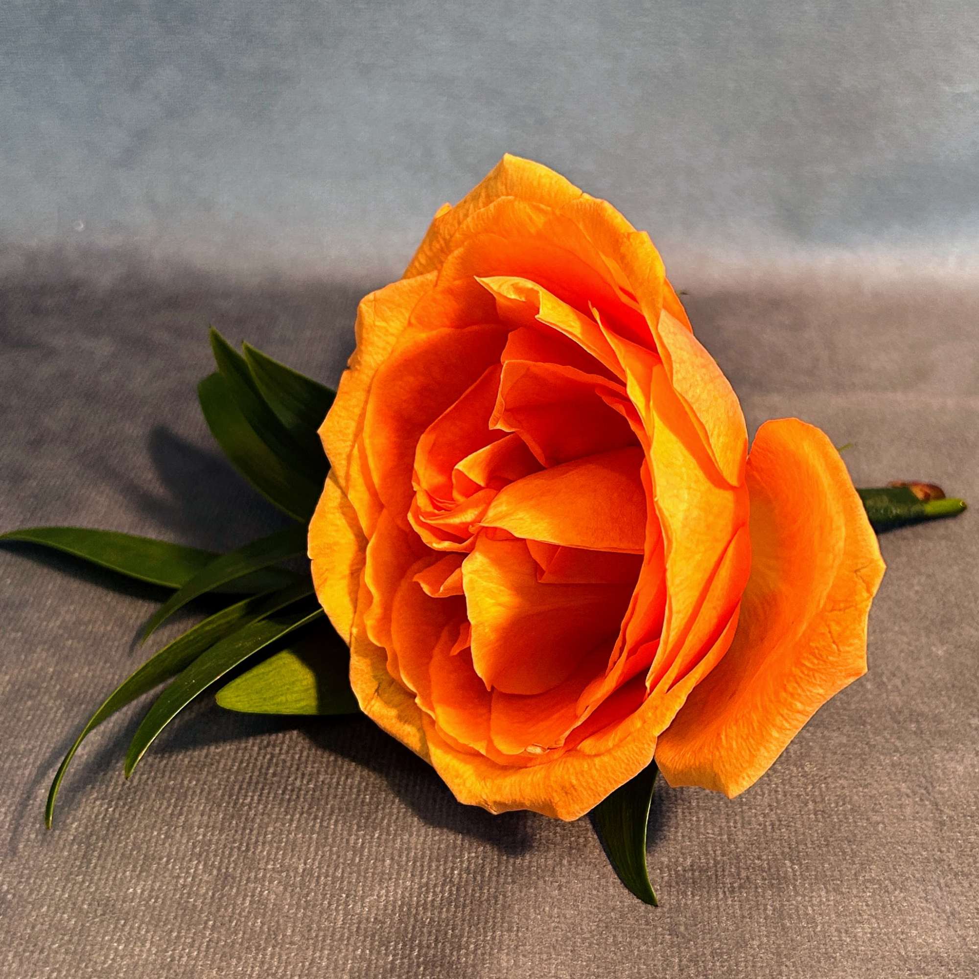 Emblazon your suit with this uniquely bold rose!
(Select the deluxe option for Emblazon your suit with this uniquely bold rose!
(Select the deluxe option for