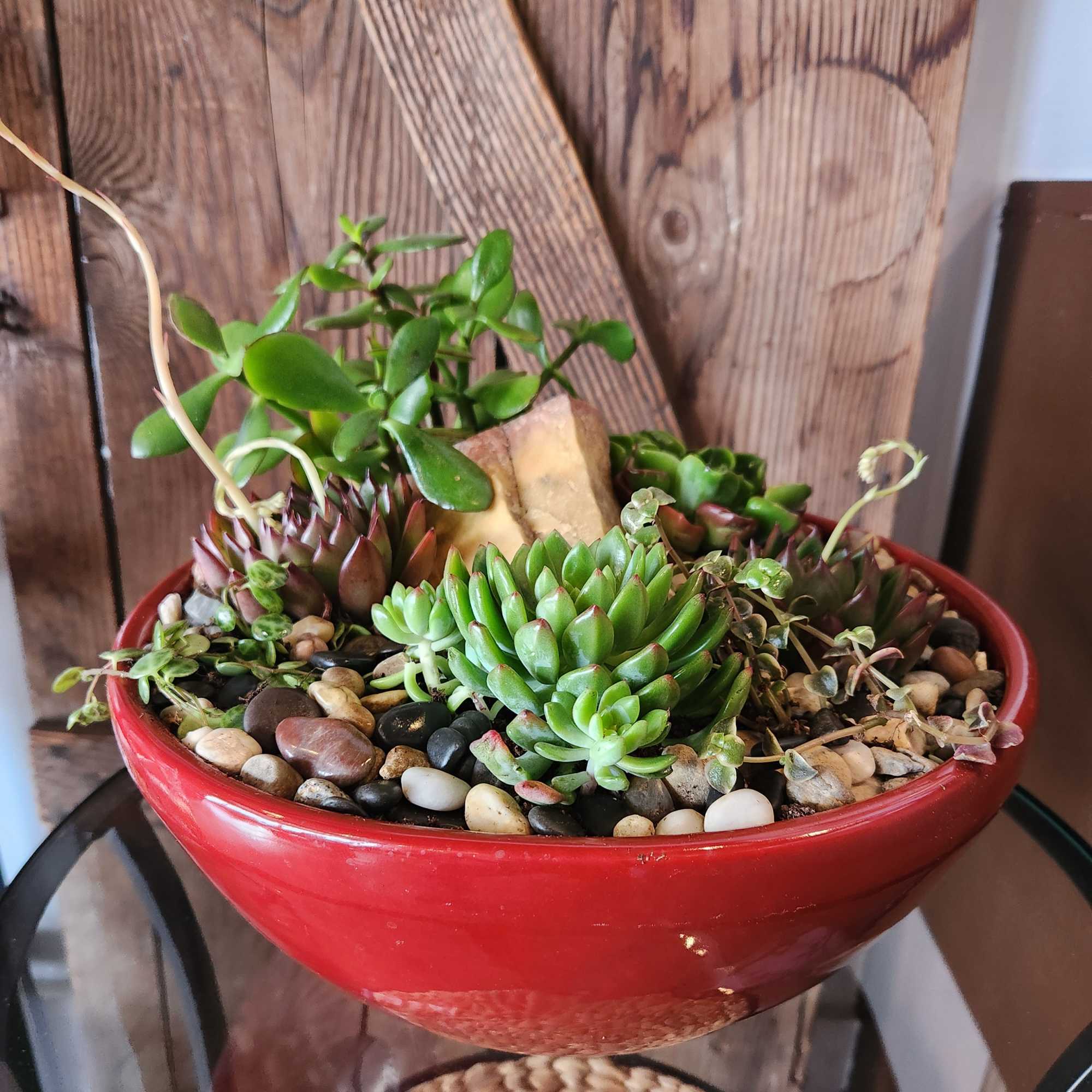 Large beautiful ceramic bowl packed full of wonderful succulents and natural bits. Large beautiful ceramic bowl packed full of wonderful succulents and natural bits.