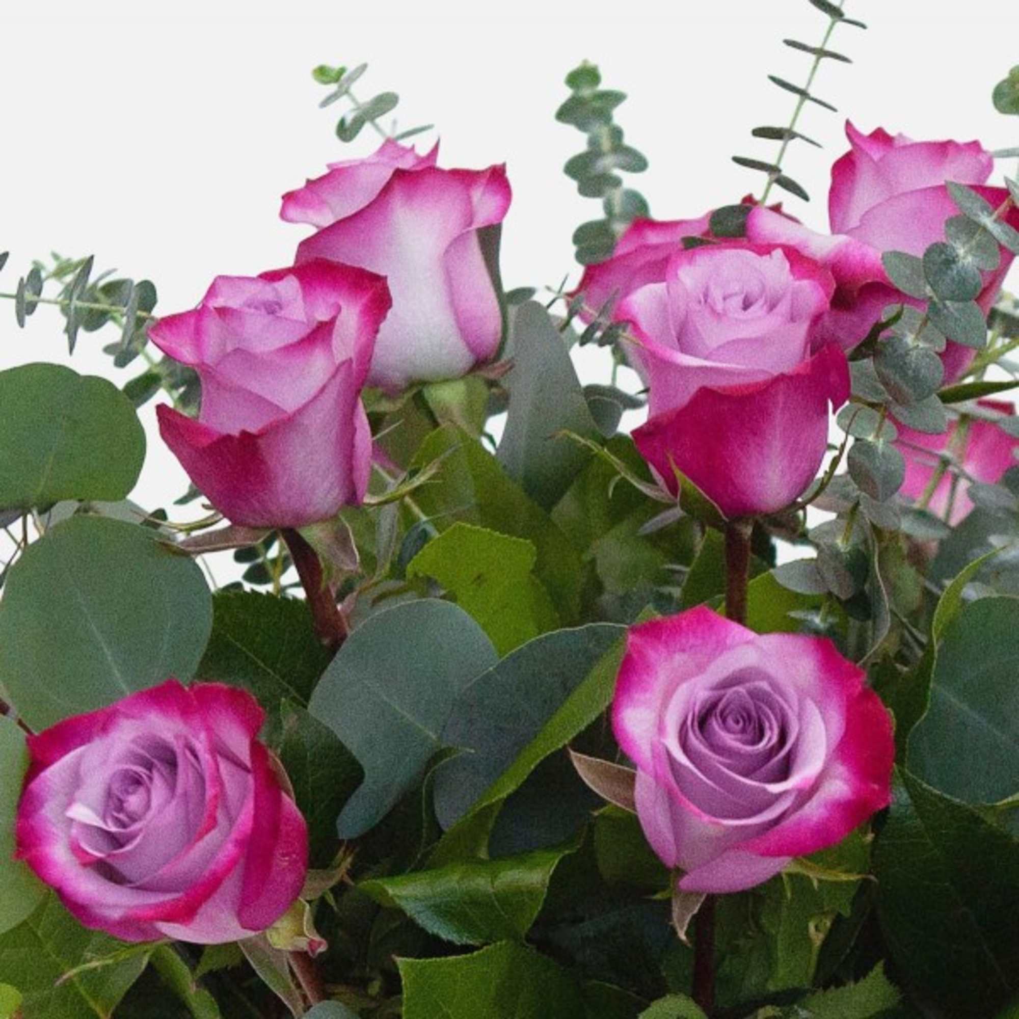 Brighten their day with a dozen Purple Roses. 

Please Note: There are