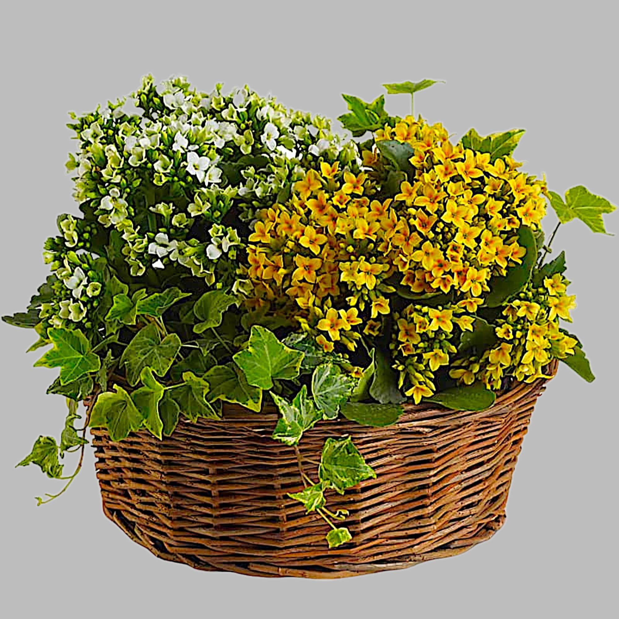 Now here&#039;s a low-maintenance relationship everyone loves! Potted kalanchoe plants are flowering