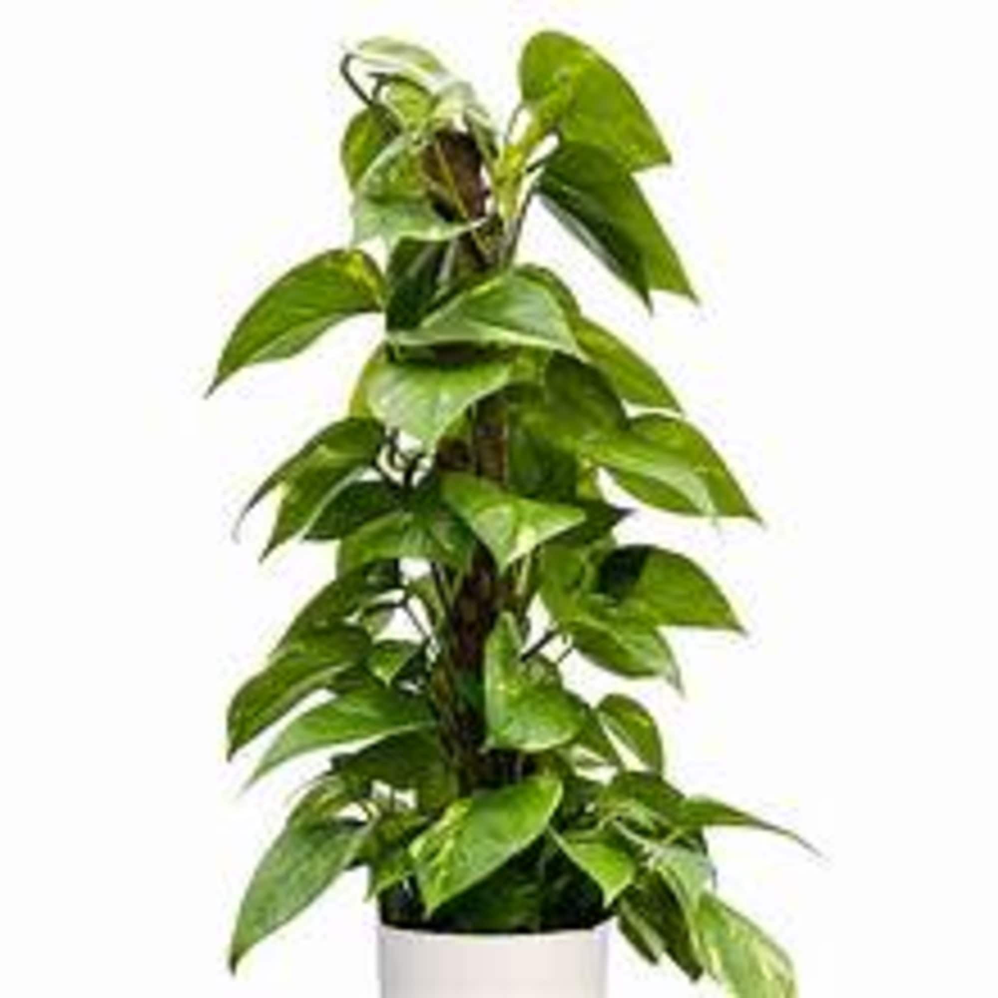 Also known as Devil&#039;s Ivy. This plant is easy to care for