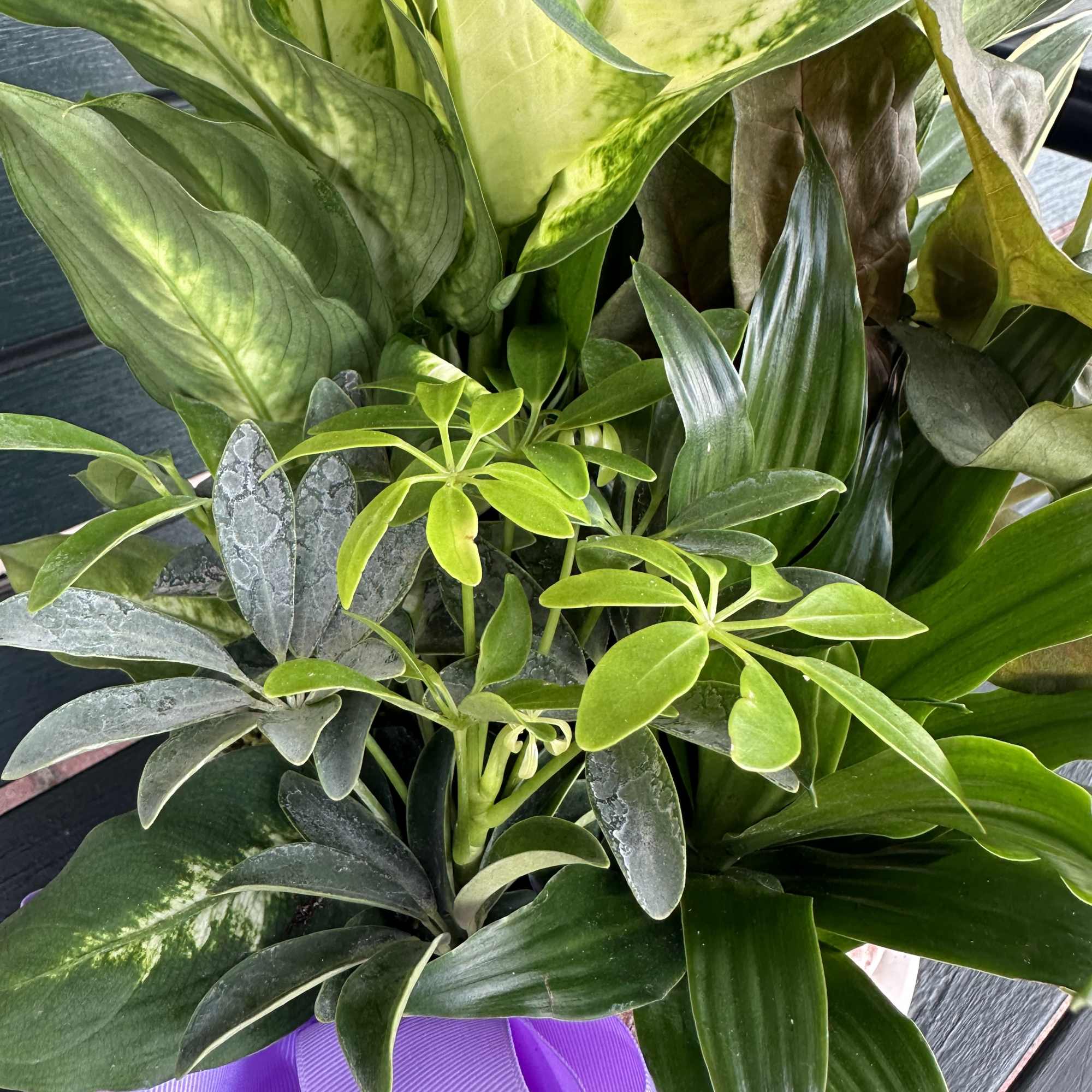 comes with a solid ceramic pot at designers choice