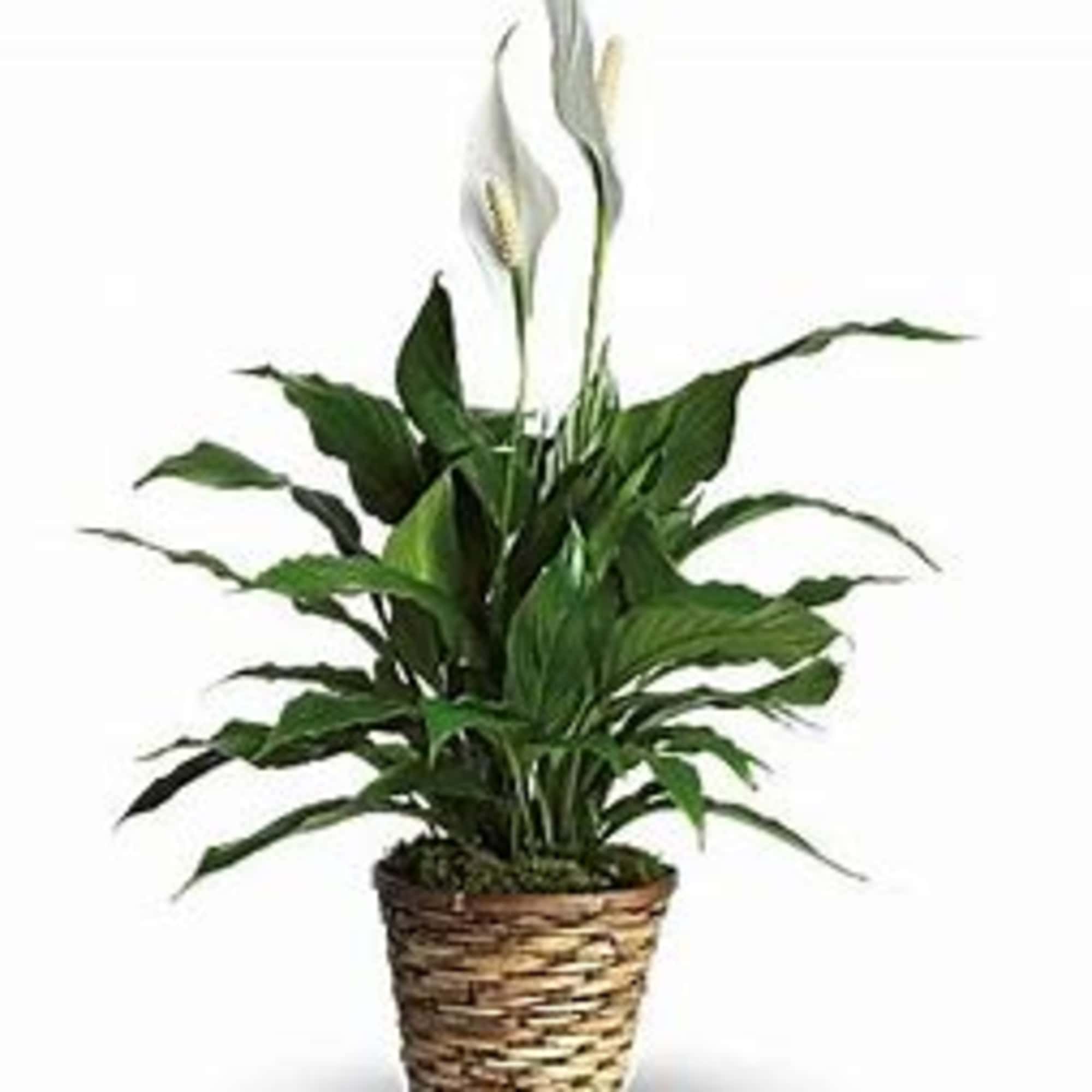 A tall reaching spathiphyllum plant, also known as a peace lily, set A tall reaching spathiphyllum plant, also known as a peace lily, set