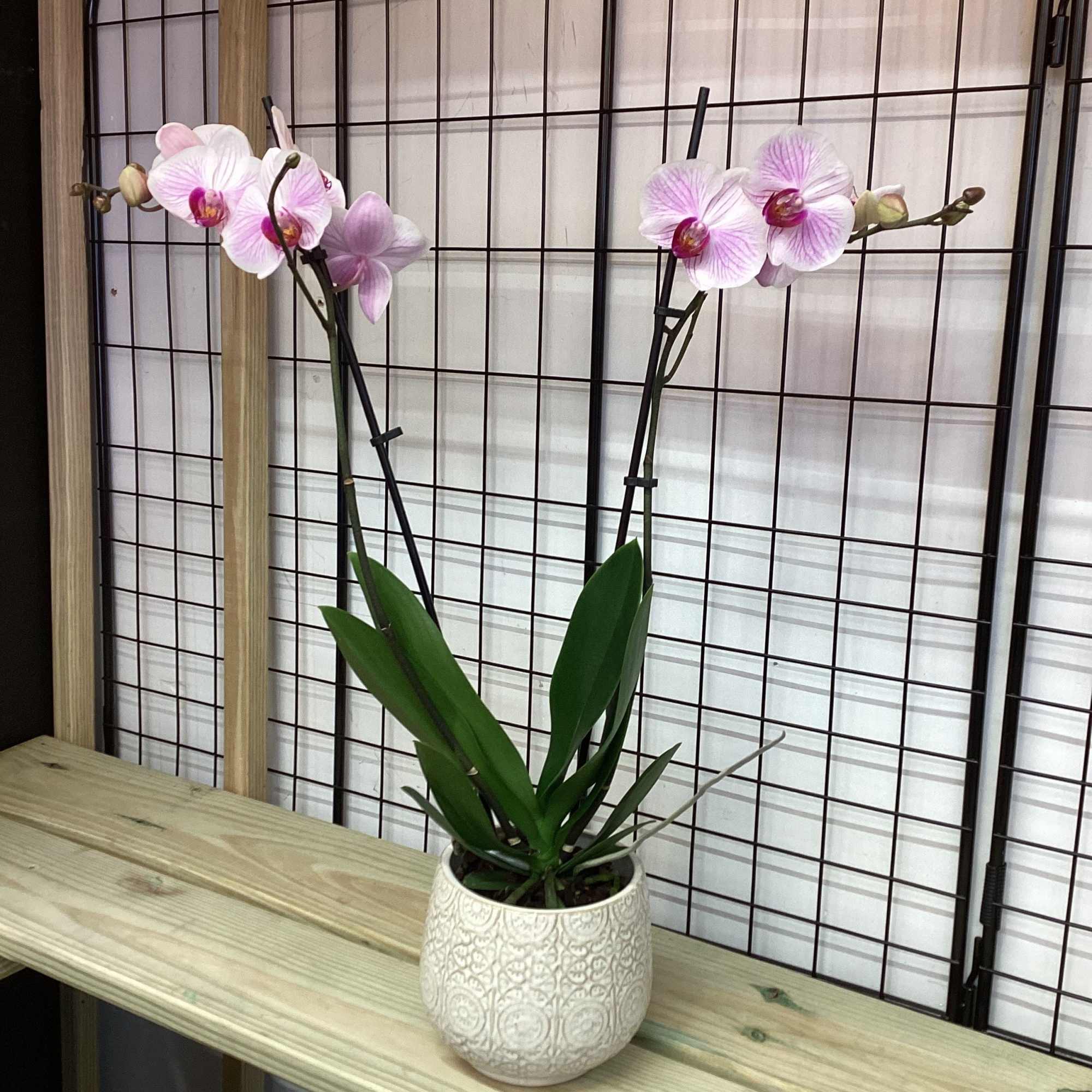 A beautiful and classic single stem orchid. Perfect for all occasions, bring A beautiful and classic single stem orchid. Perfect for all occasions, bring