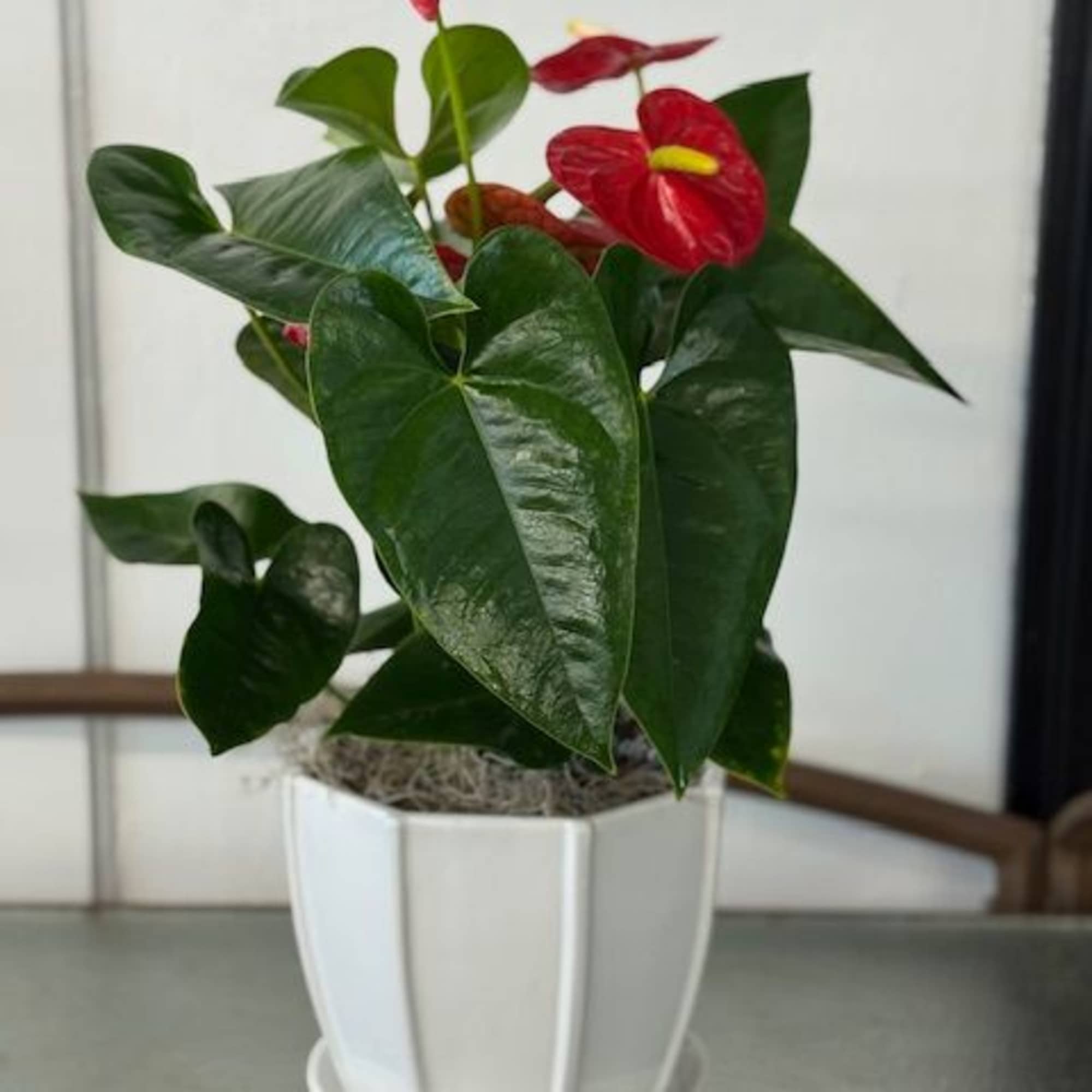 その他 1980s Taro & Anthurium Tropical Carving Tropical Love in Springfield, OR | The Flower Market