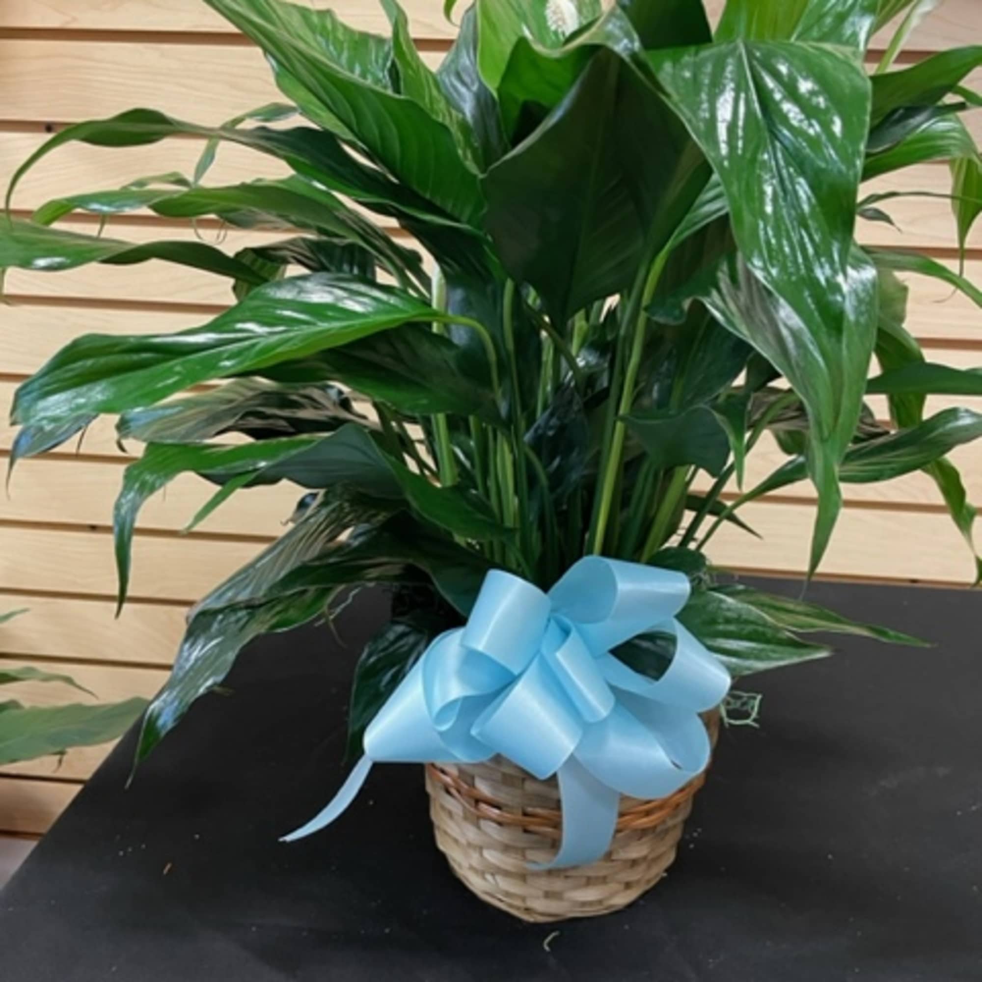 6-Inch Peace Lily in a basket with a light blue bow. ****Estimate 6-Inch Peace Lily in a basket with a light blue bow. ****Estimate