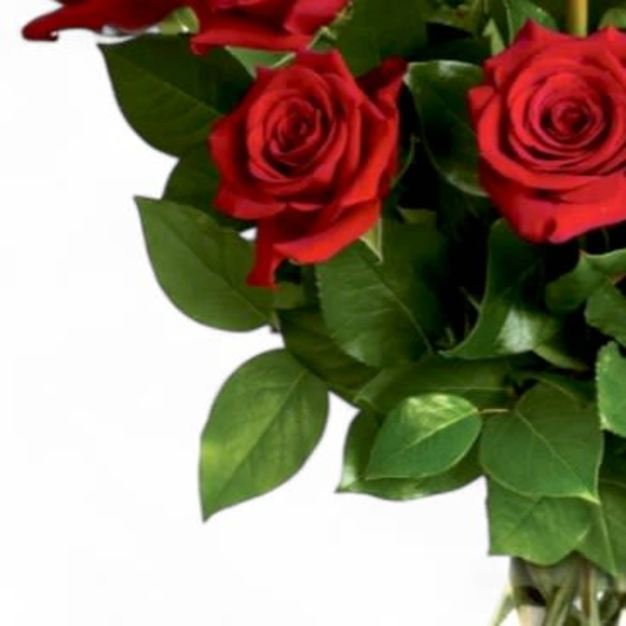 Your devotion, delivered. Surprise your special one with this gorgeous arrangement of Your devotion, delivered. Surprise your special one with this gorgeous arrangement of