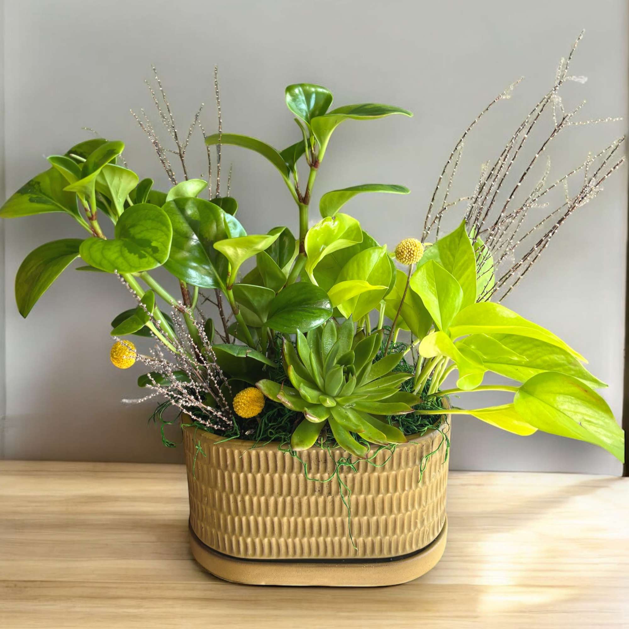 A large succulent, Pothos, and peperomia plants are united in an earthy
