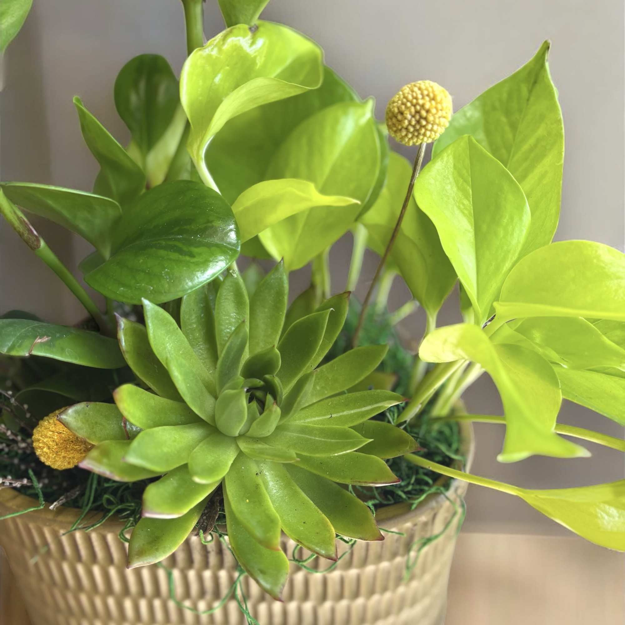 A large succulent, Pothos, and peperomia plants are united in an earthy