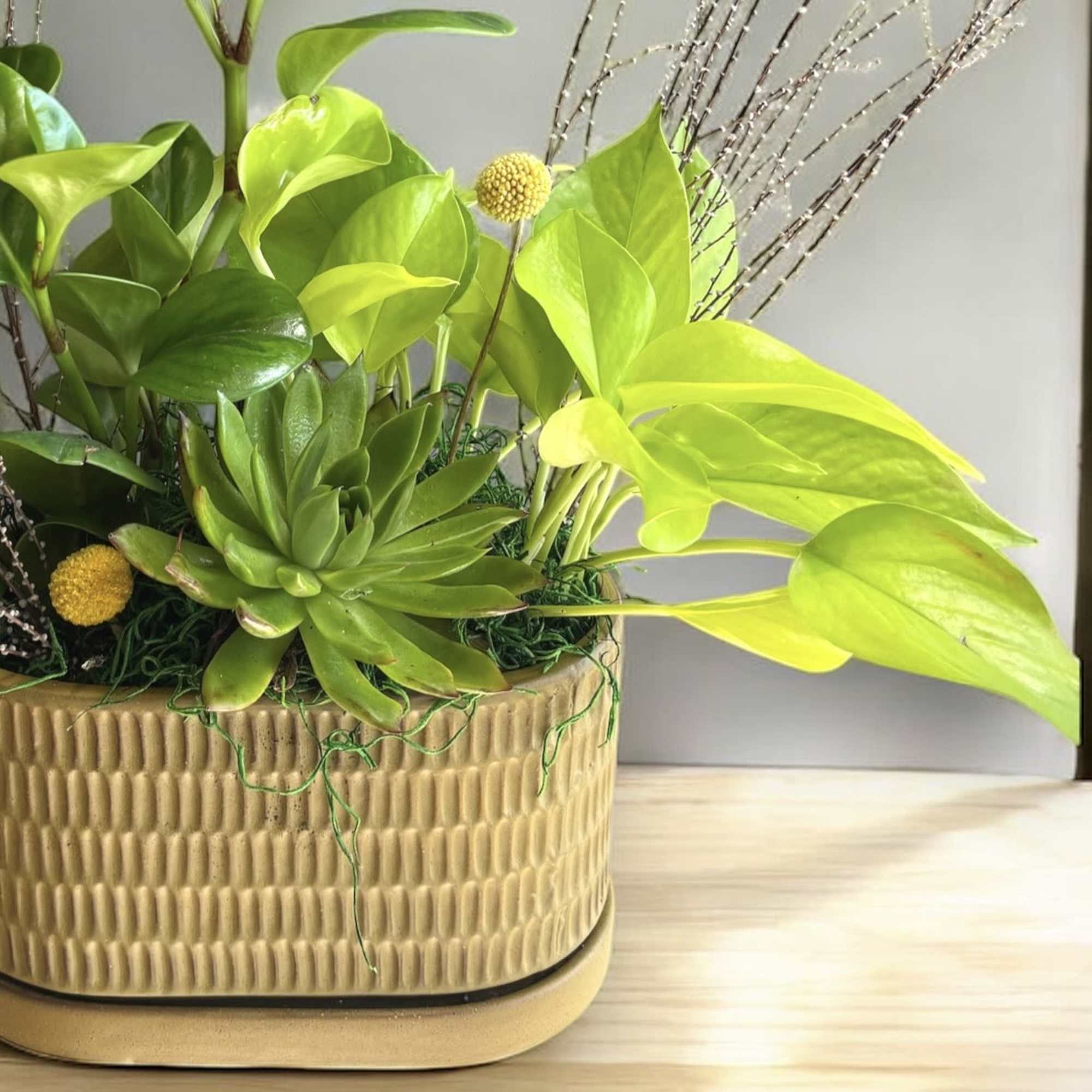 A large succulent, Pothos, and peperomia plants are united in an earthy