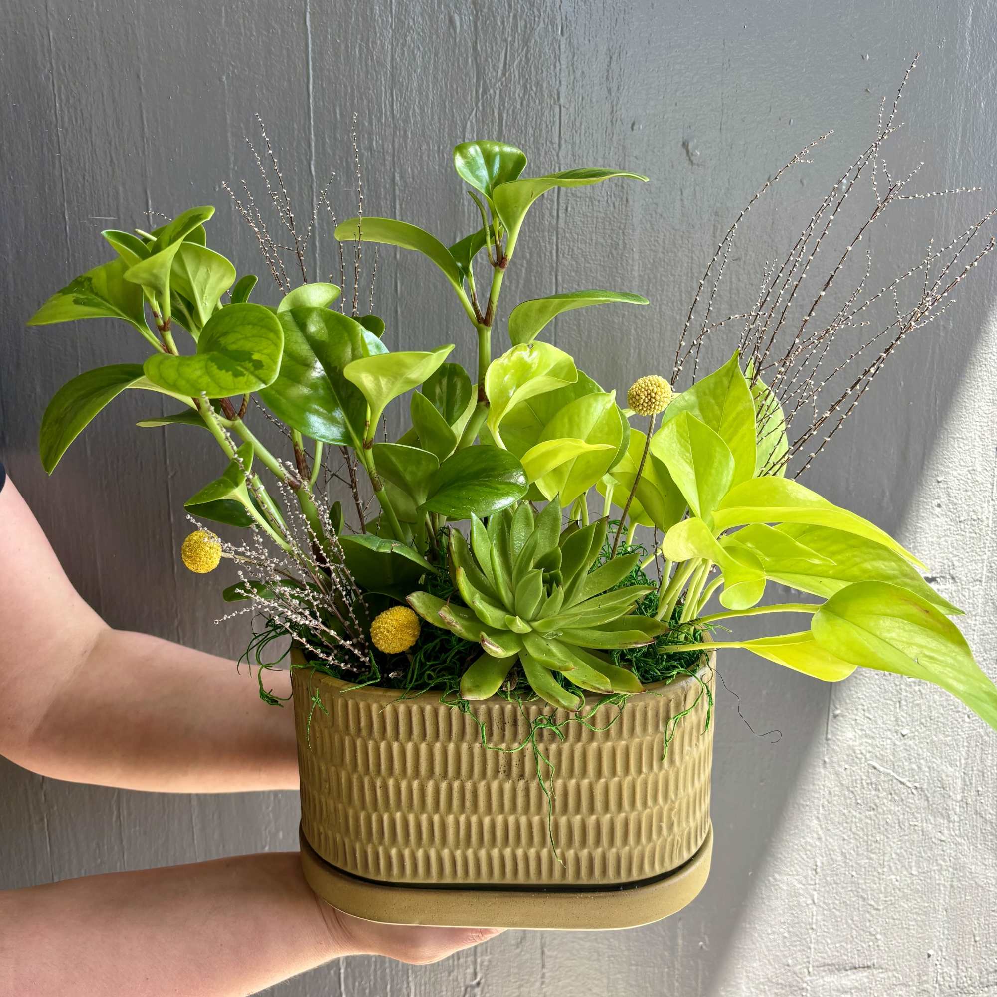 A large succulent, Pothos, and peperomia plants are united in an earthy