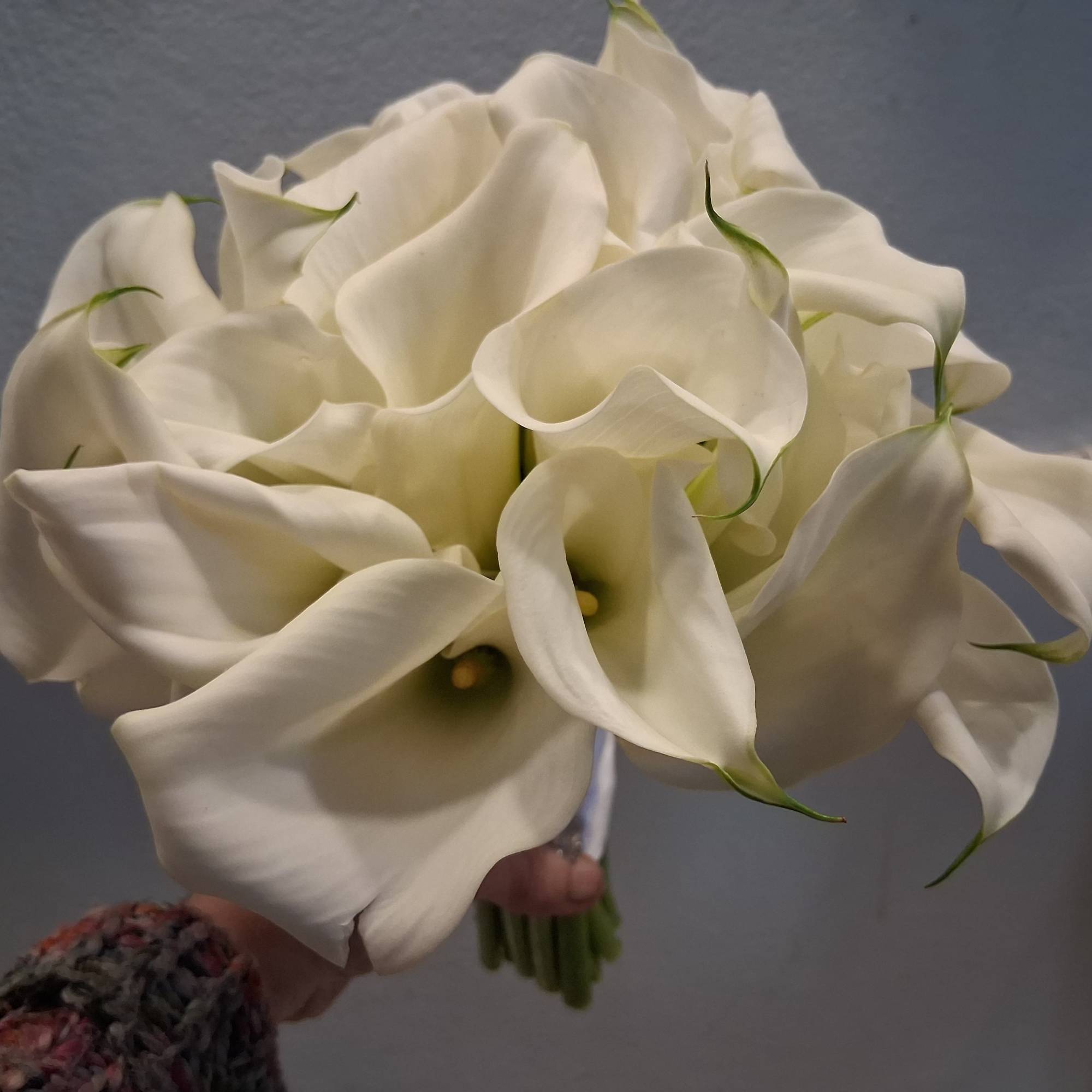 Beautiful stylish calla lilies in one bundle bridal bouquet