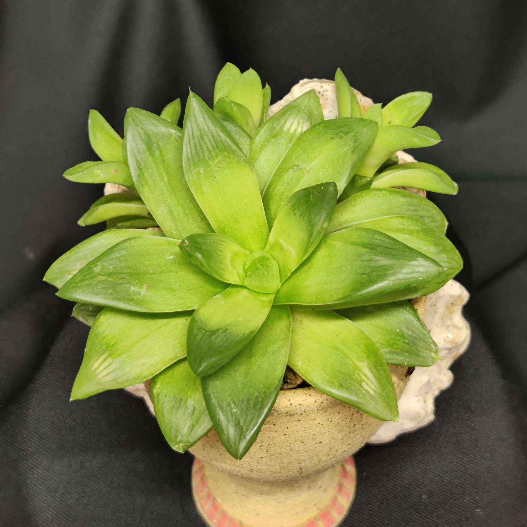 Created by a Local female artist here in Rancho Cordova. If you Created by a Local female artist here in Rancho Cordova. If you