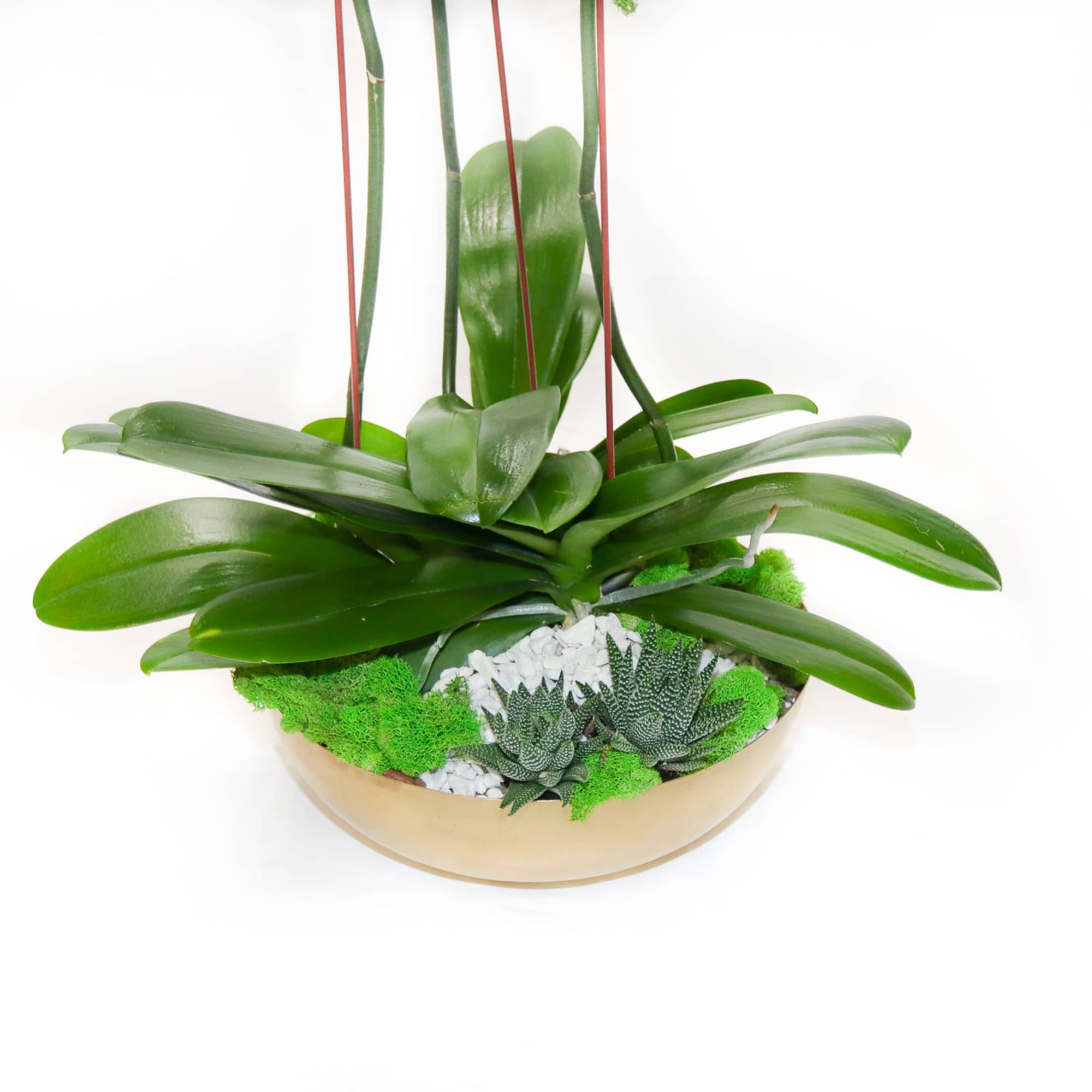 A classic white triple orchid with succulents in a gold metallic bowl.
 A classic white triple orchid with succulents in a gold metallic bowl.