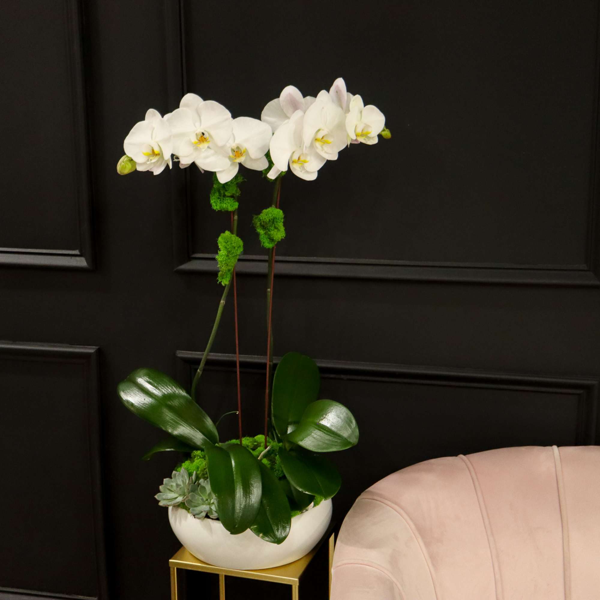 A classic white double orchid with succulents in a white ceramic bowl.