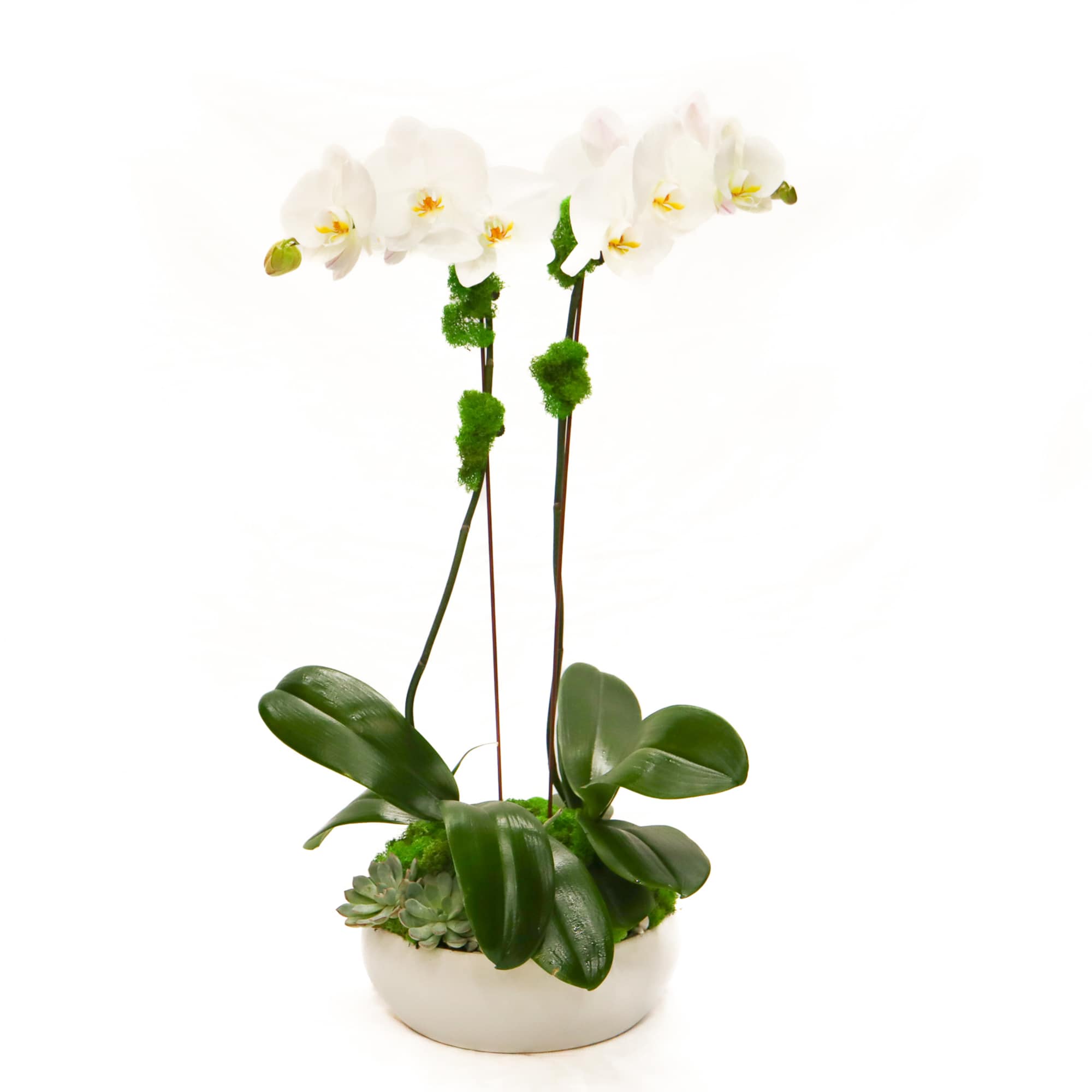 A classic white double orchid with succulents in a white ceramic bowl.