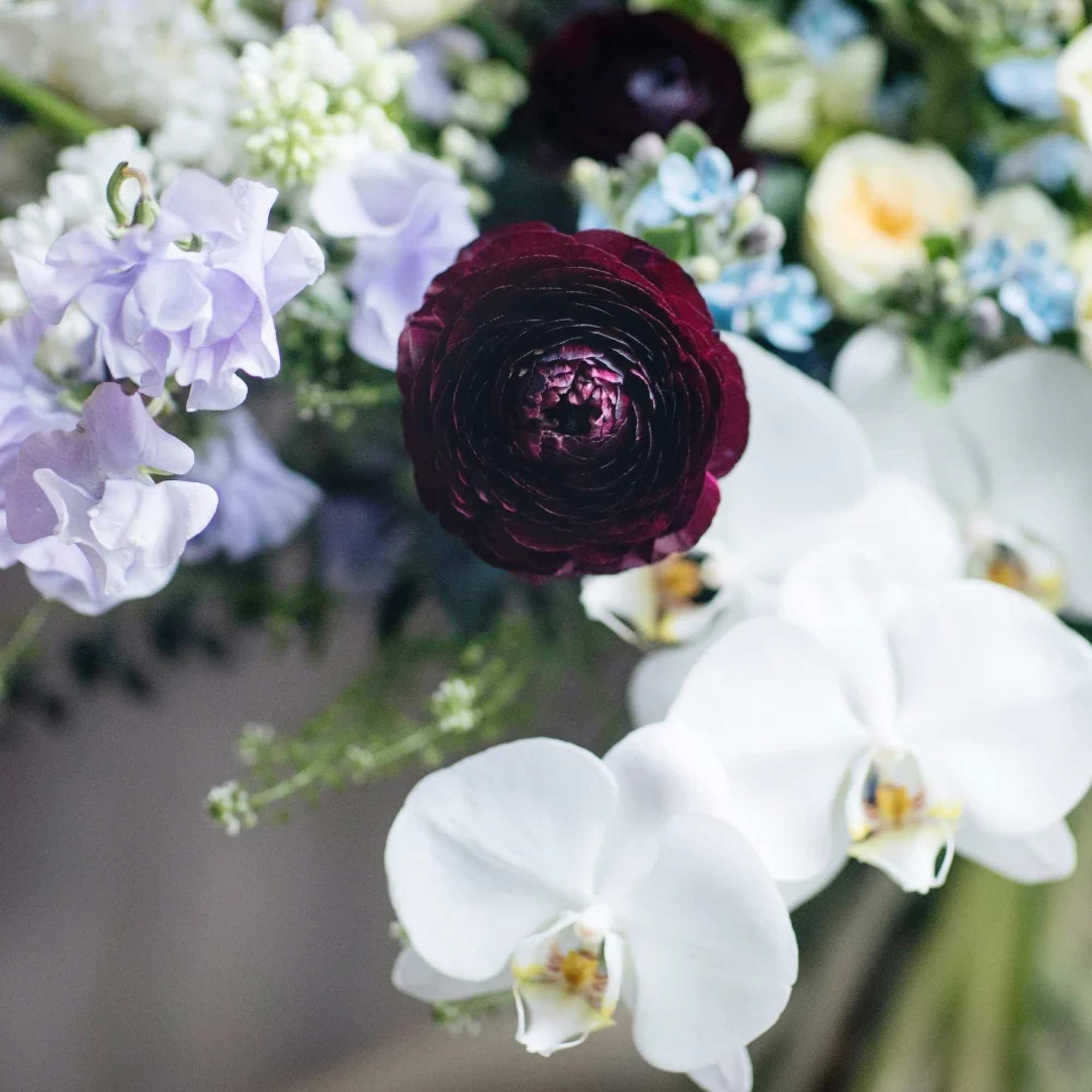 A darkly romantic composition of Sweet Pea, Black Ranunculus, Calla Lilies, Orchids