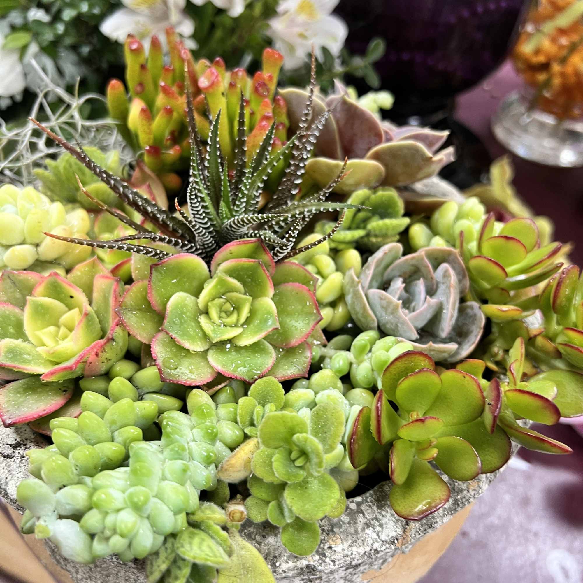 Everybody loves succulents! Send them to brighten up a new desk or