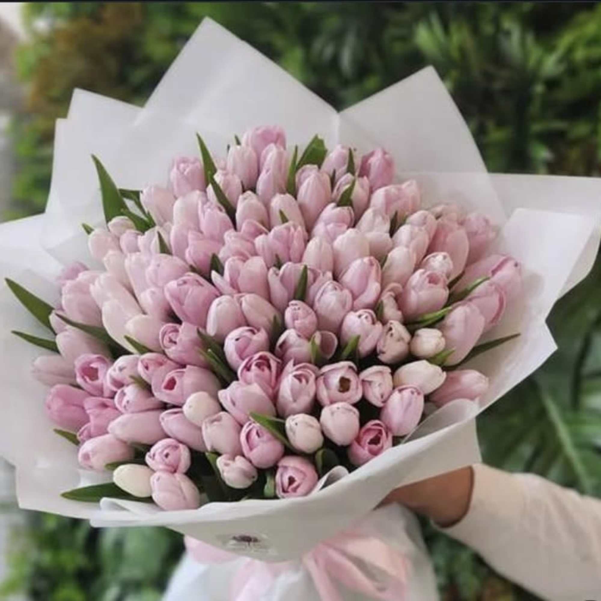 A graceful bouquet of soft pink tulips, wrapped in elegant white paper