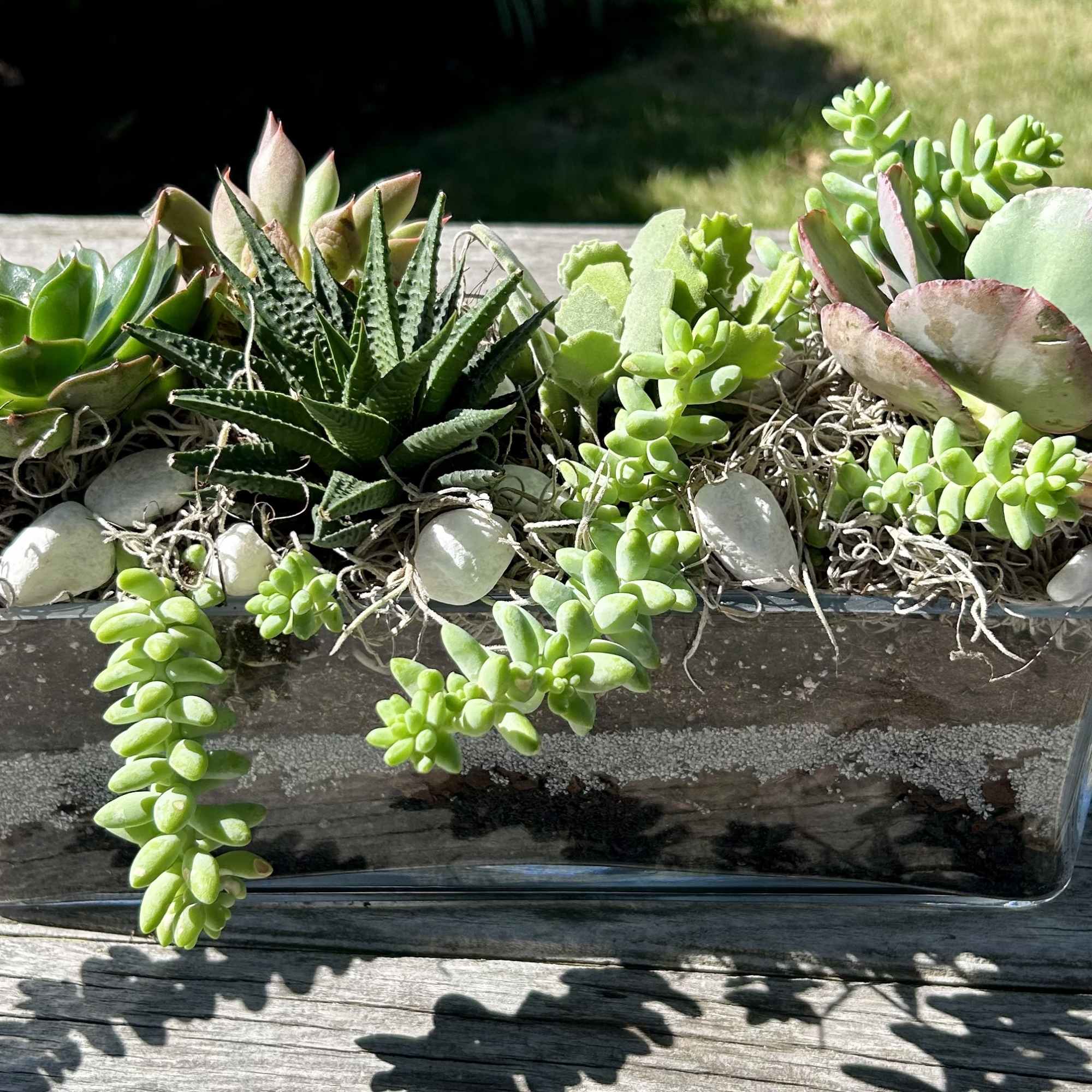 Gorgeous succulents and small seasonal plants potted in beautiful clear glass rectangle
