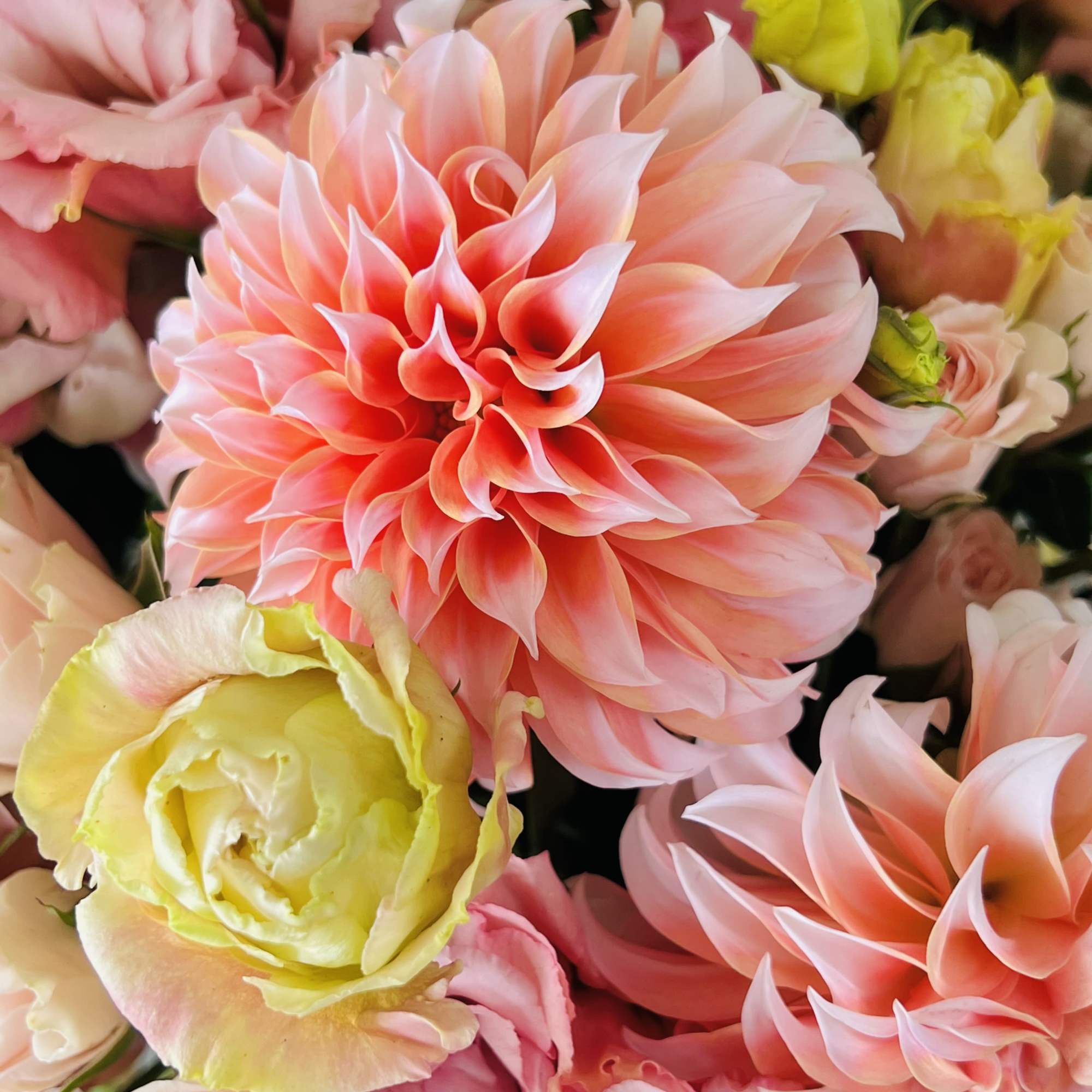 The Dahlia is the star of this show! Big, bold blooms with