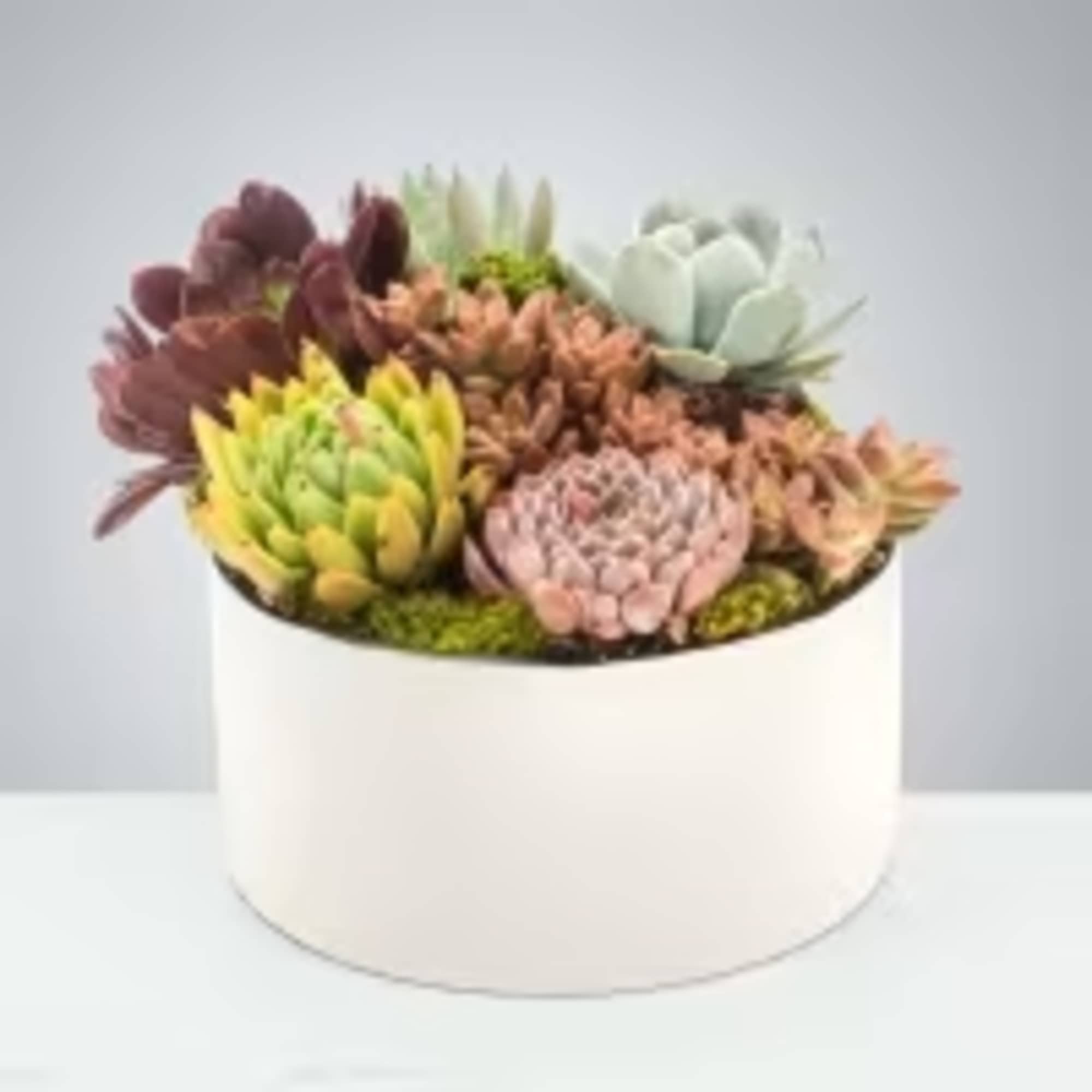 Everybody loves succulents! Send them to brighten up a new desk or