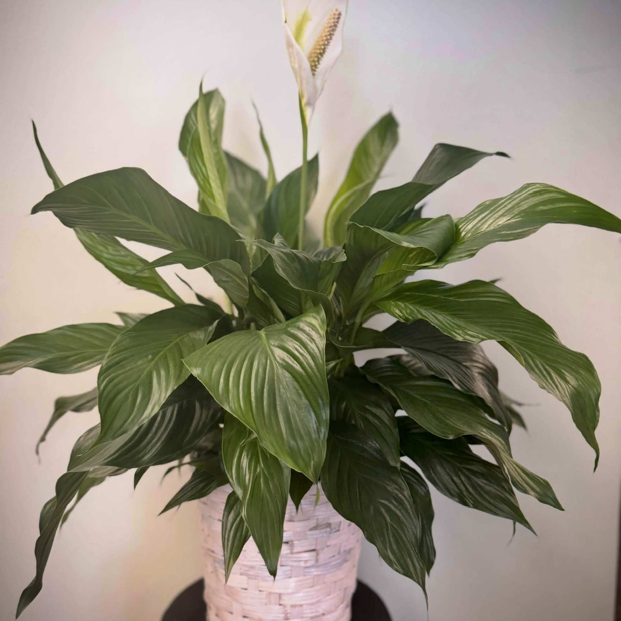 Spathiphyllum in a basket.
*please call to inquire about a ceramic pot instead