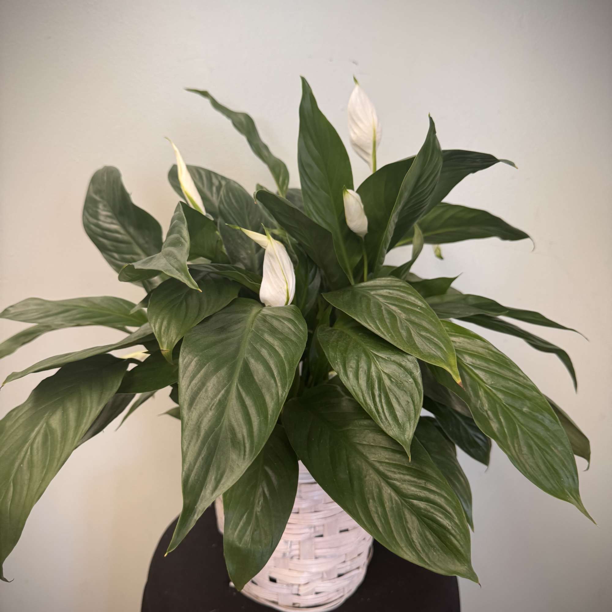 Spathiphyllum in a basket.
*please call to inquire about a ceramic pot instead