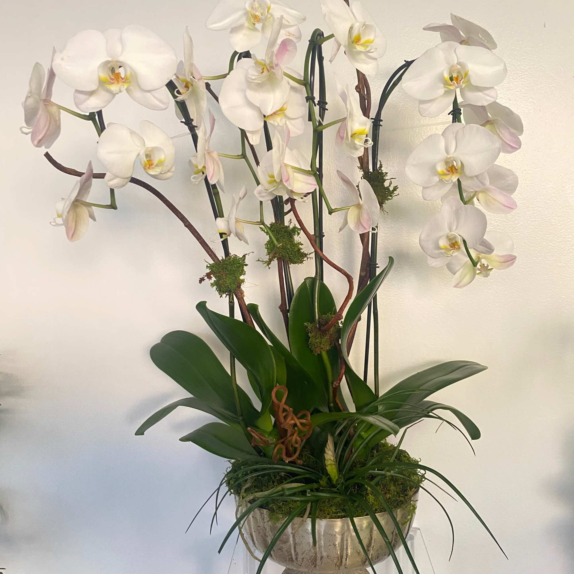 Say hello to a classical twist on planters with their wonderful orchid