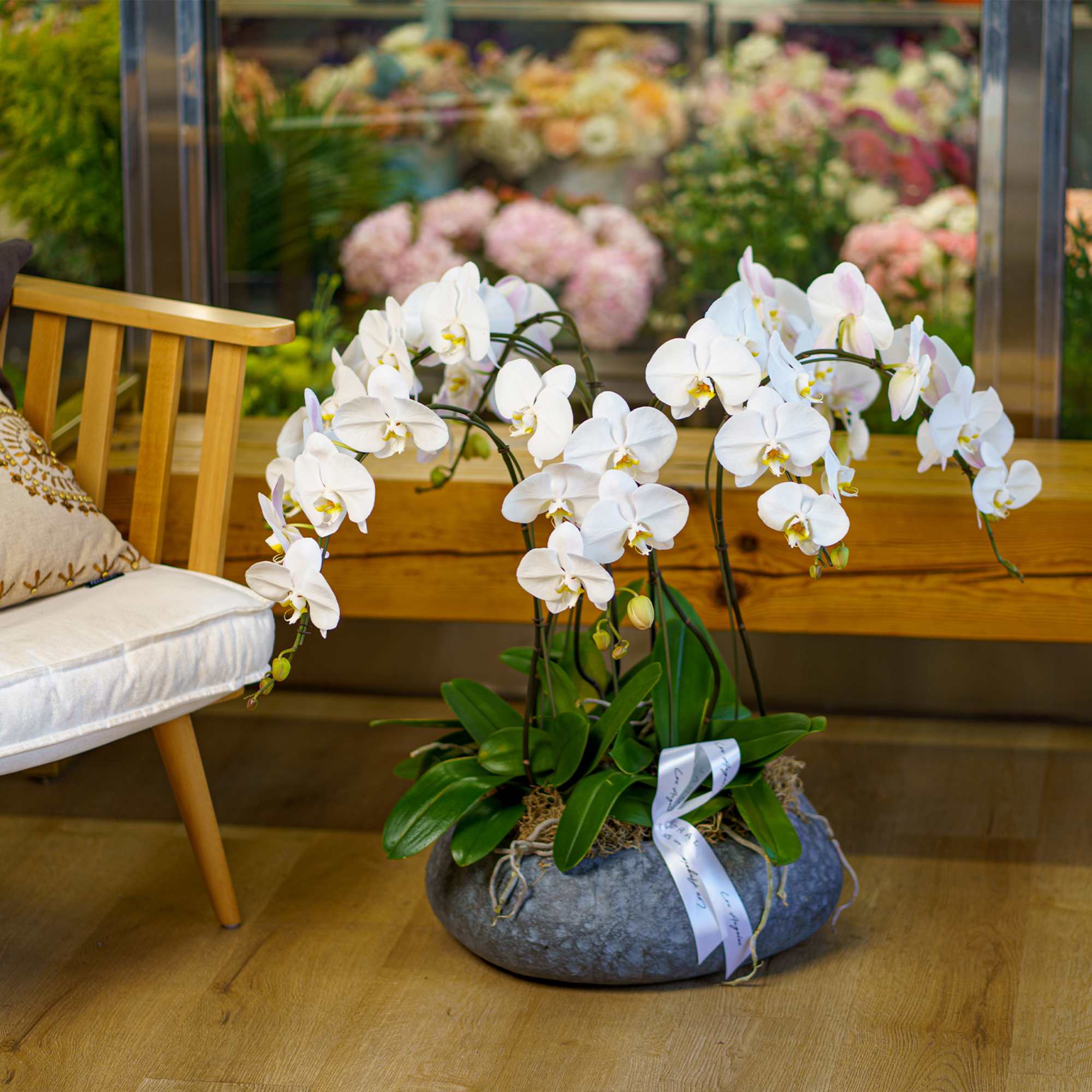 A magnificent single flower kind arrangement features white Orchids in a ceramic A magnificent single flower kind arrangement features white Orchids in a ceramic
