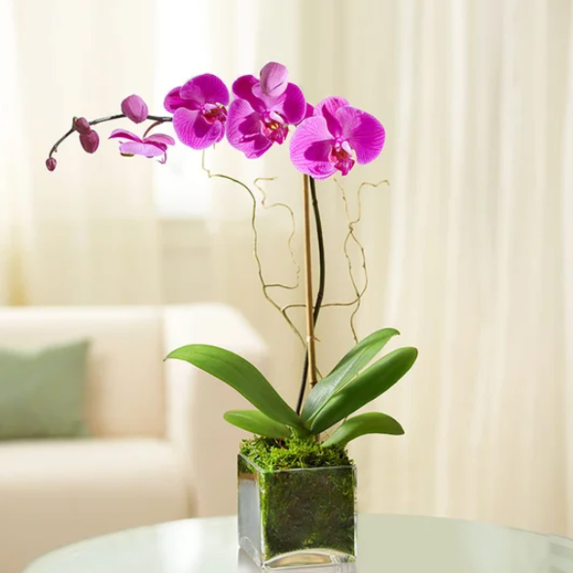 Capture their love for the exotic with a passionate purple Phalaenopsis orchid. Capture their love for the exotic with a passionate purple Phalaenopsis orchid.