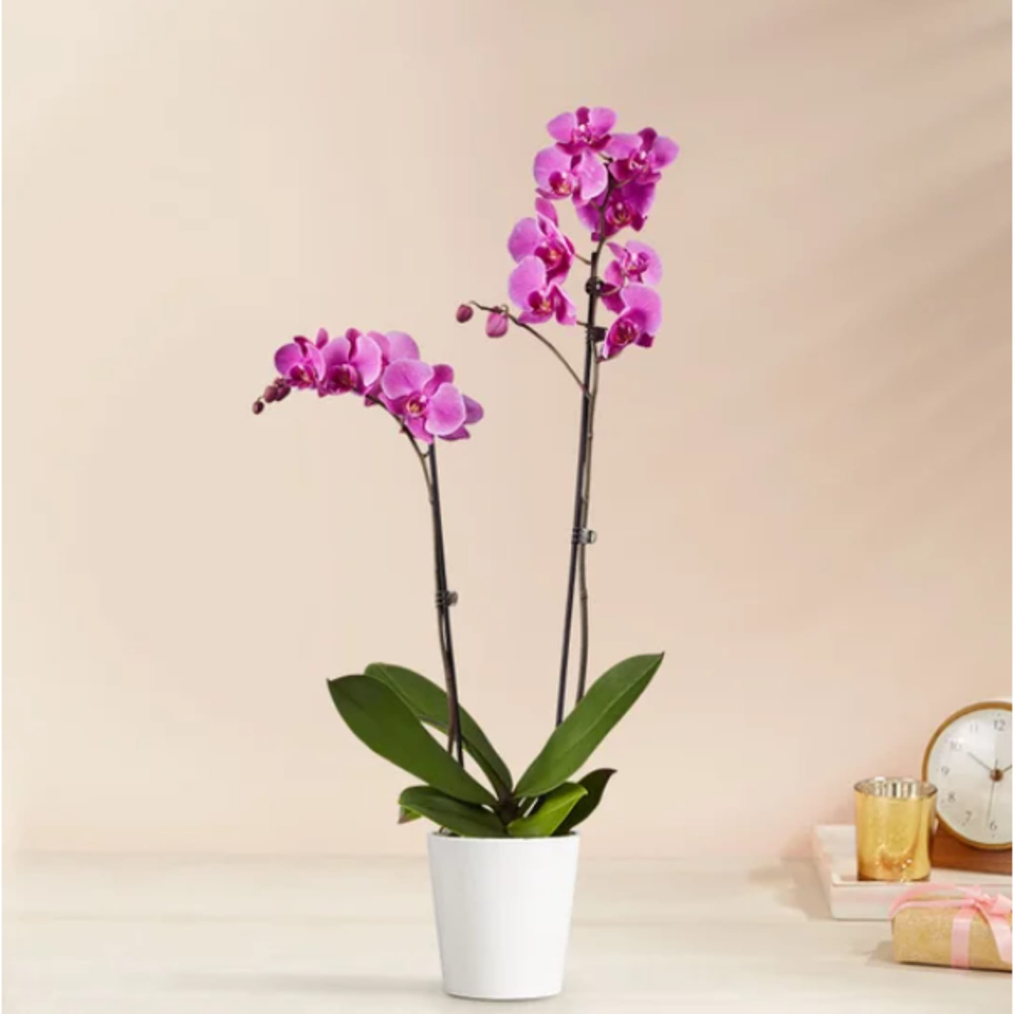 Capture their love for the exotic with a passionate purple Phalaenopsis orchid. Capture their love for the exotic with a passionate purple Phalaenopsis orchid.