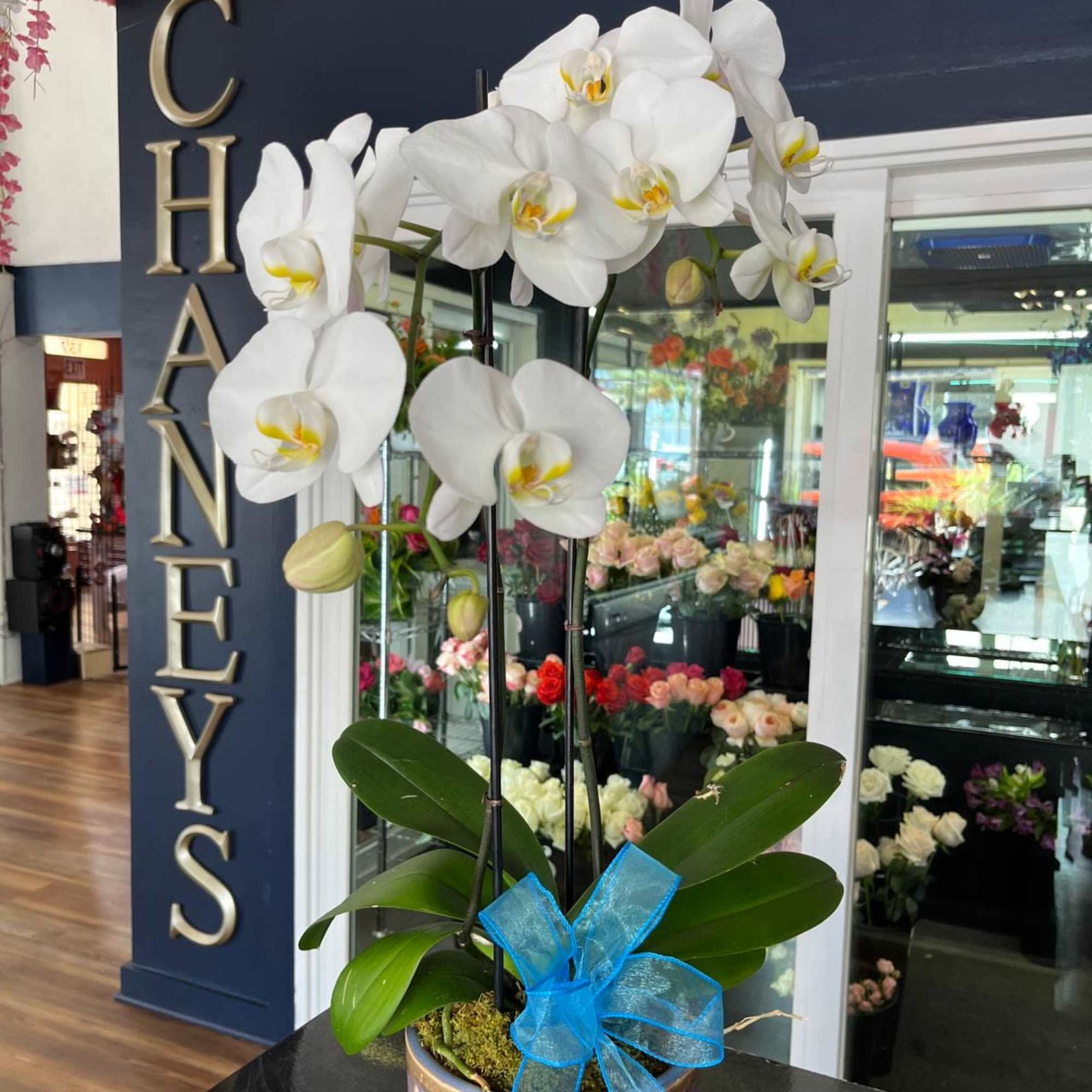 This spring-blooming species is Florida grown. Orchids grown as houseplants typically need