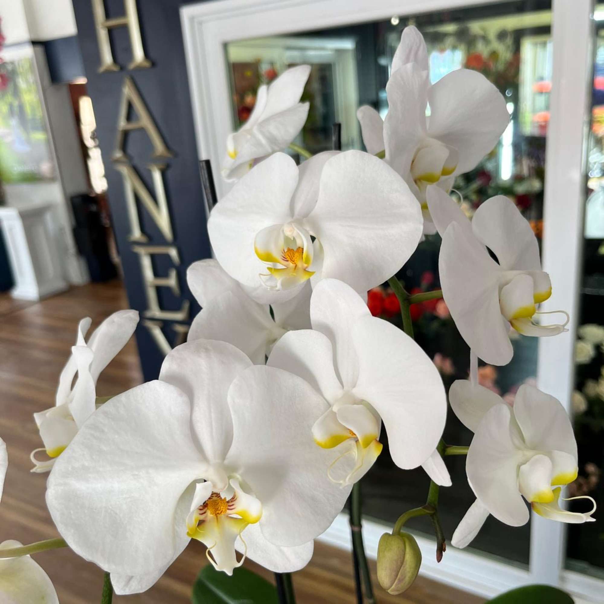 This spring-blooming species is Florida grown. Orchids grown as houseplants typically need
