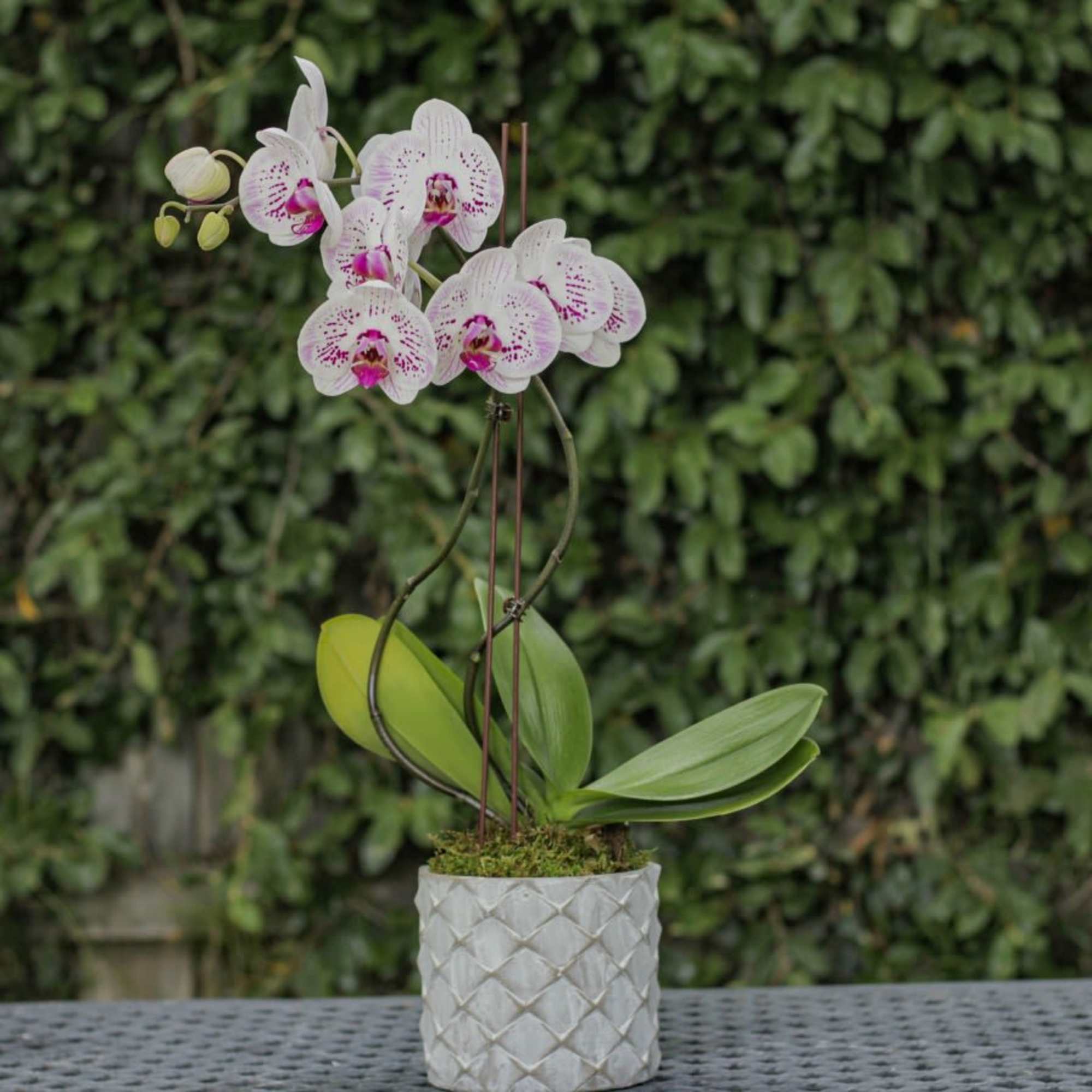 Give the gift of this long-lasting orchid! This stunning orchid arrangement comes