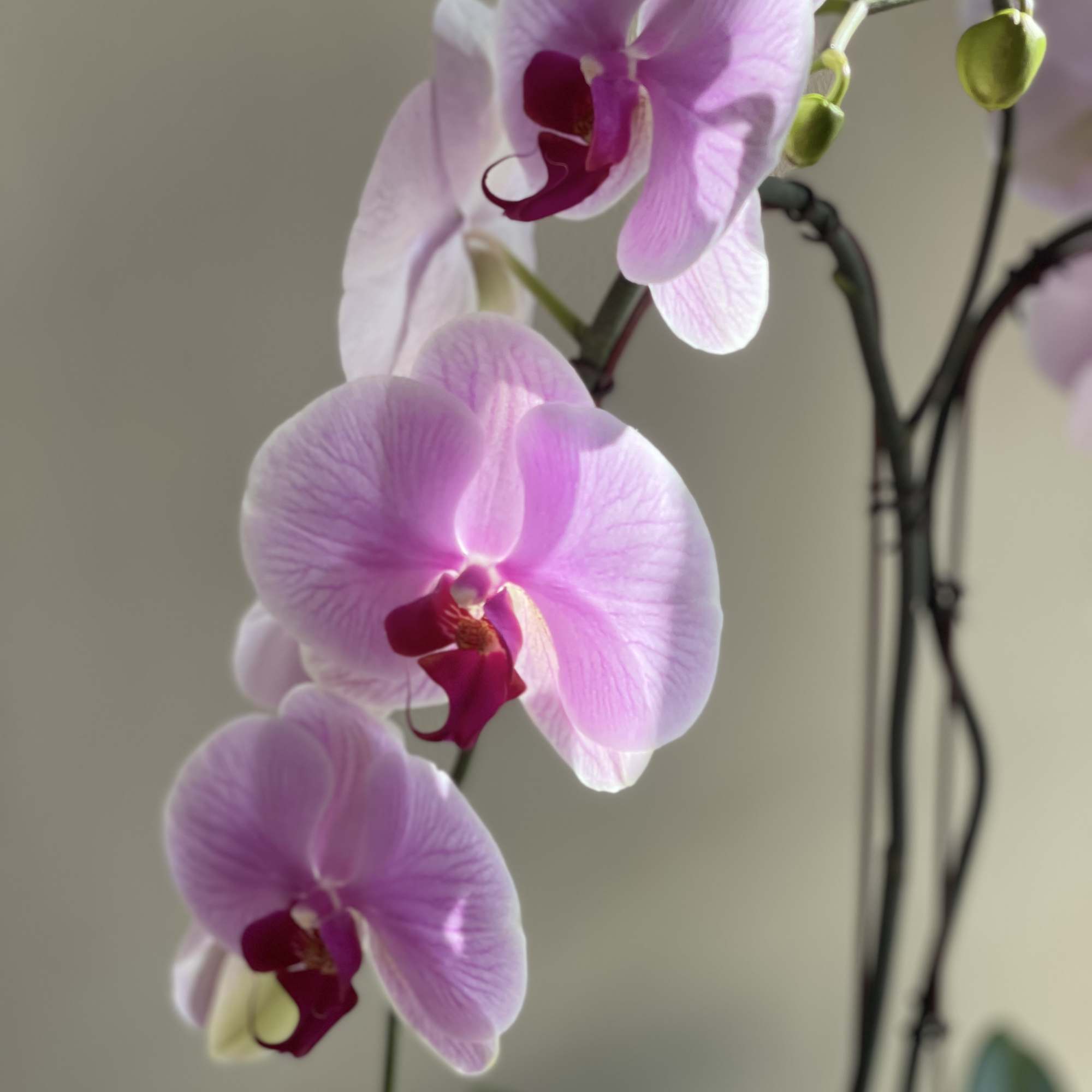 Introducing our stunning potted orchid plant with gorgeous pink florals! Elevate any