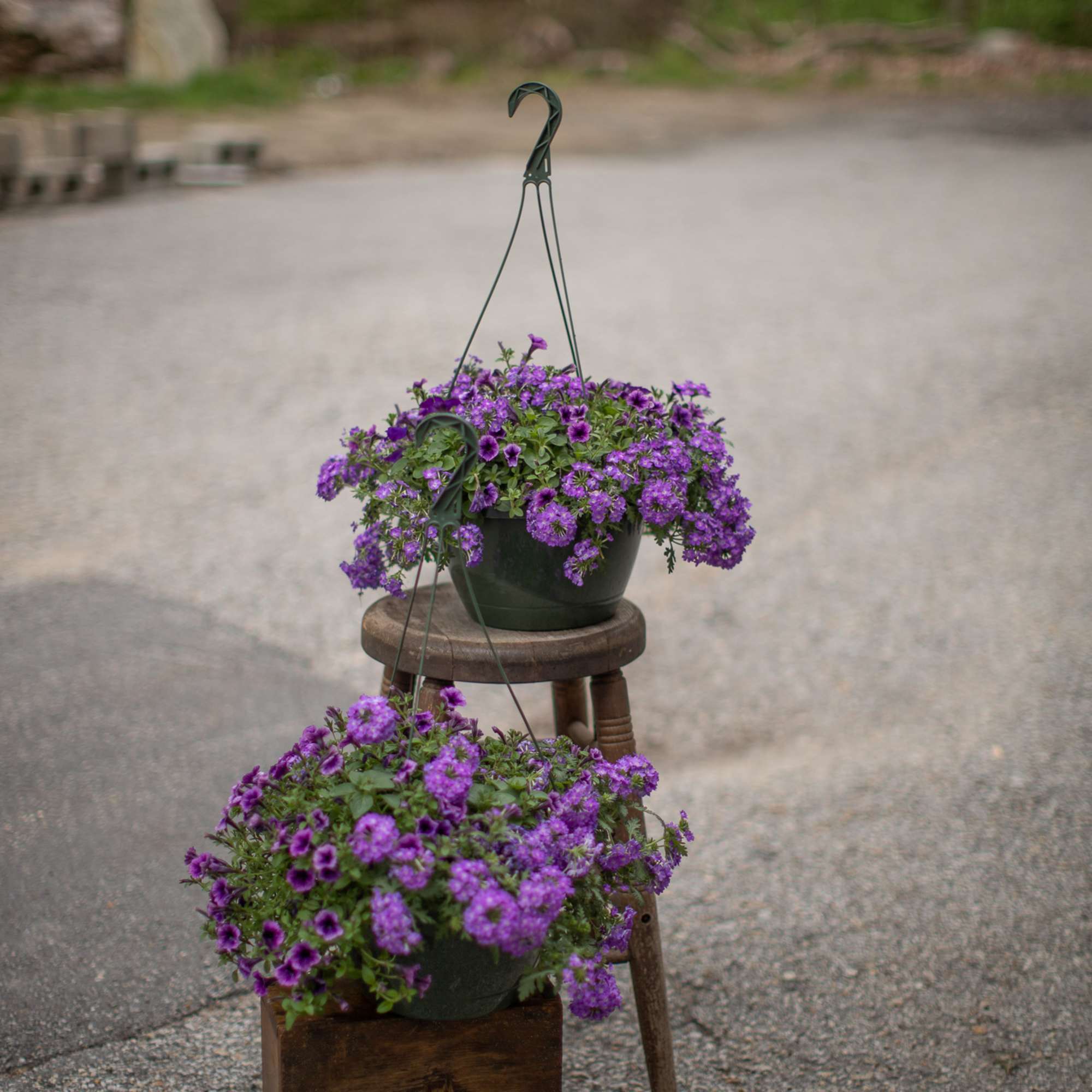 Mixed and solid annual hanging baskets. Standard size is in an 12 Mixed and solid annual hanging baskets. Standard size is in an 12