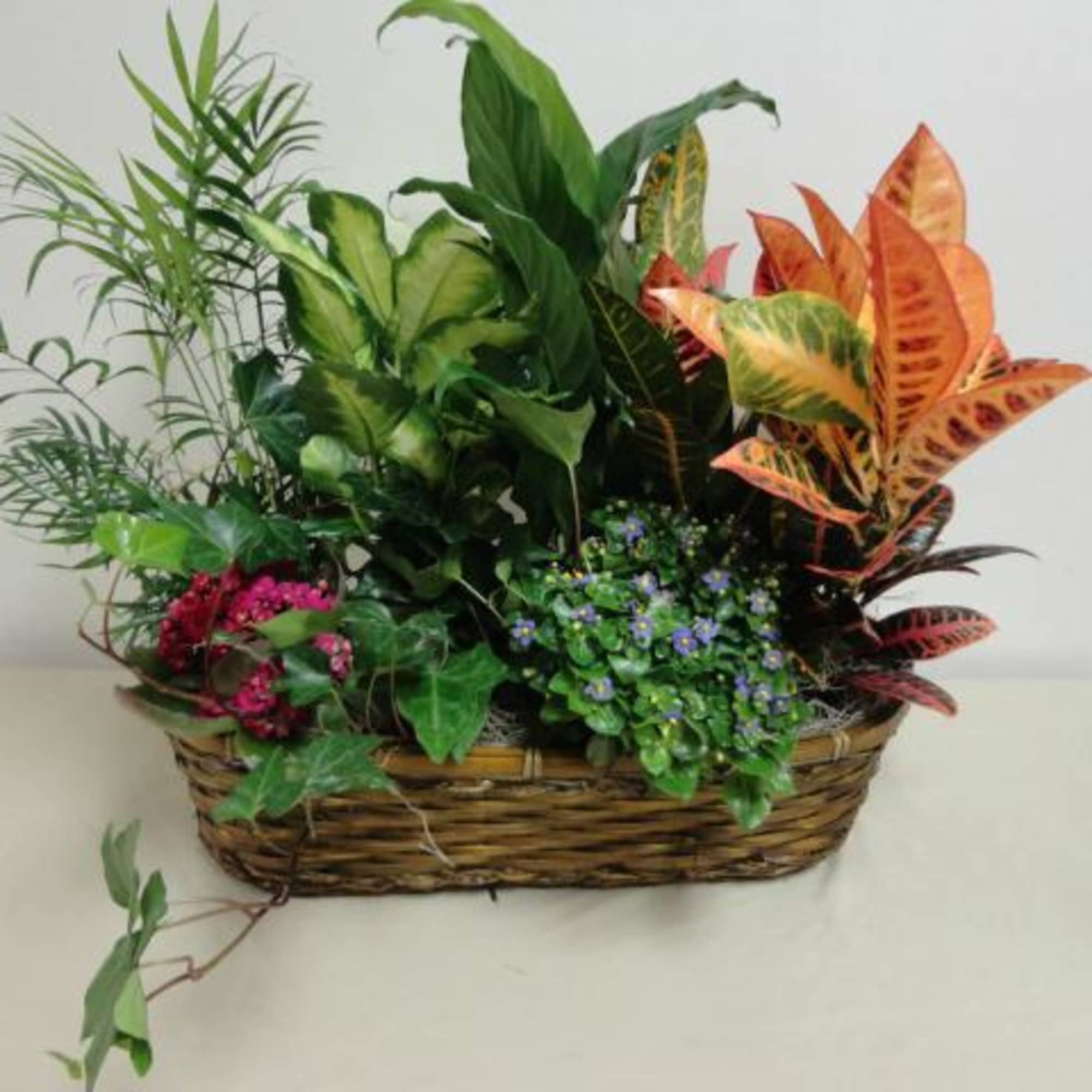 Mixture of 5 plants in a basket. Mixture of 5 plants in a basket.